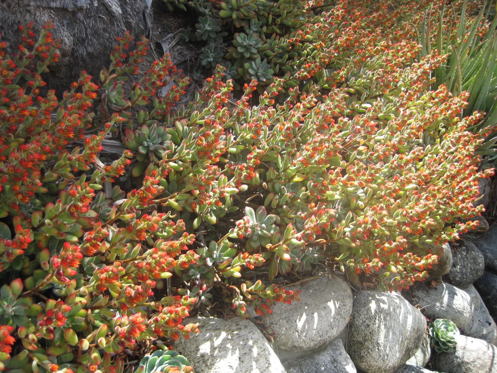 Chenille Plant (Acalypha hispida) — some afternoon shade is recommended to prevent sunburn; velvet-like hairs cover its fleshy leaves, enhancing, image 90