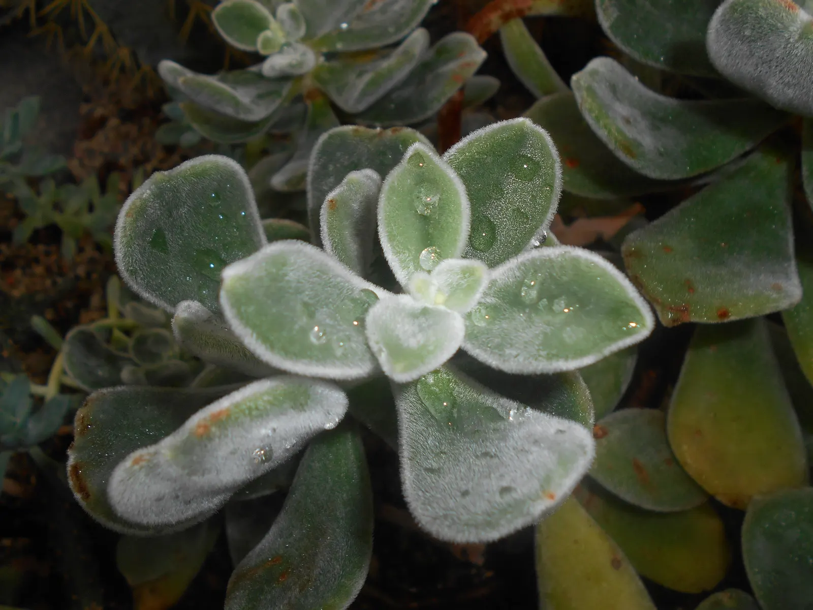 Chenille Plant (Acalypha hispida) — silver-green leaves that are covered with fine hairs; silver-green rosettes reaching up to 5 inches in diameter, image 155