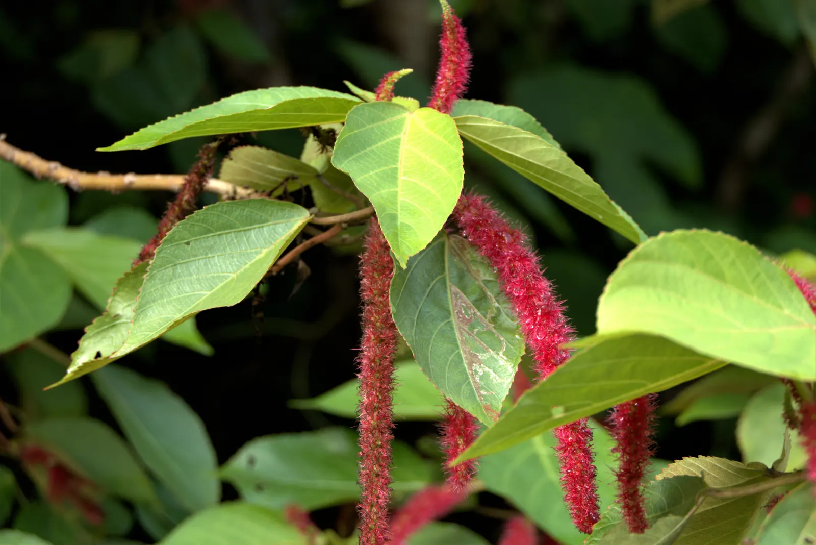 Chenille Plant (Acalypha hispida) — will provide a year-round interest due to its plush foliage and seasonal blooms; it requires full sun to, image 116
