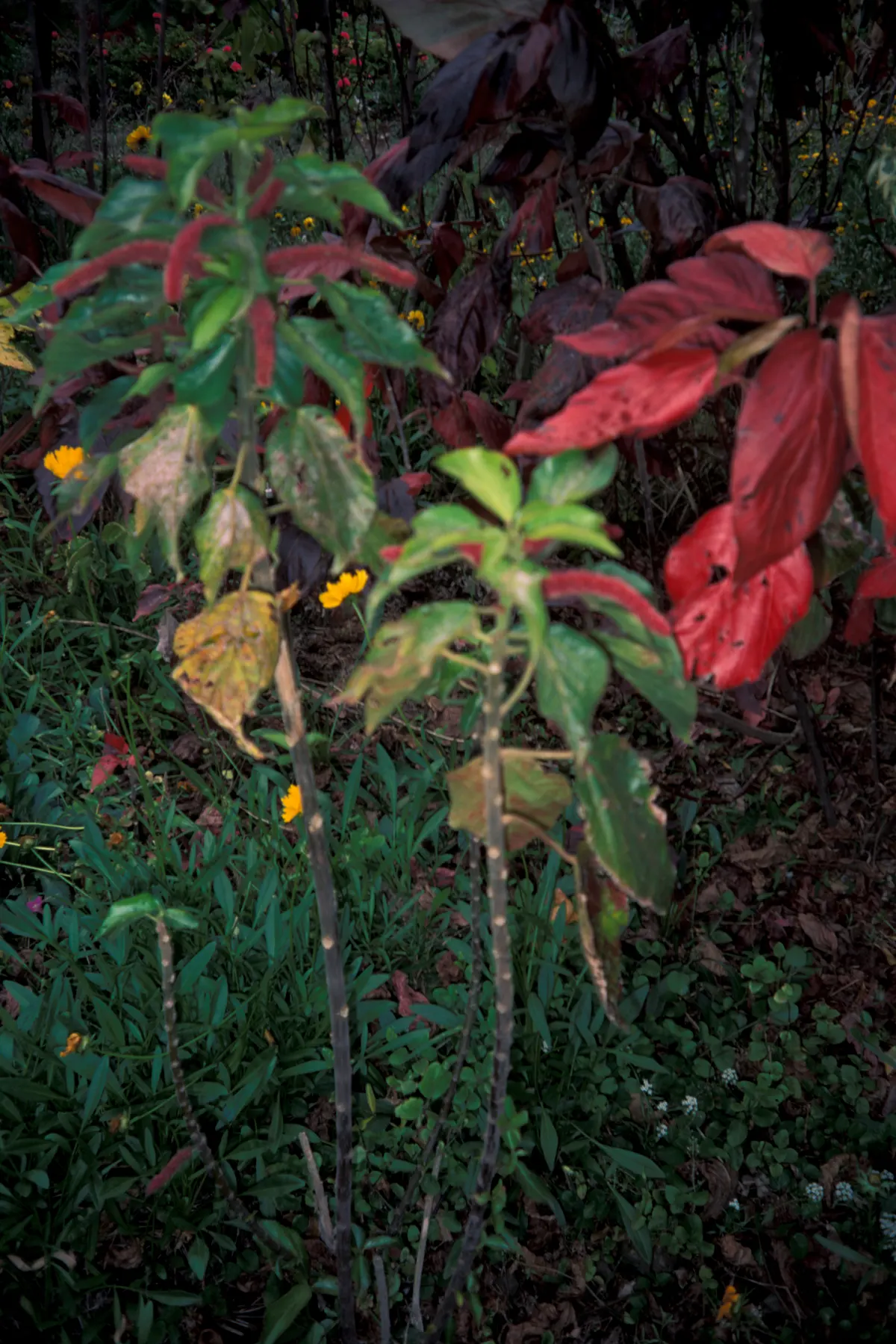 Chenille Plant (Acalypha hispida) — Velvet-like hairs cover its fleshy leaves, enhancing its tactile appeal; some afternoon shade is recommended to, image 147