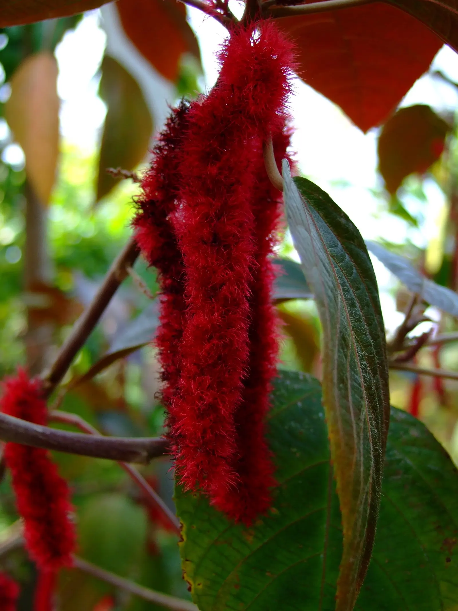 Chenille Plant (Acalypha hispida) — succulent with red and yellow blooms; growing to a modest size of about 6 to 12 inches tall
