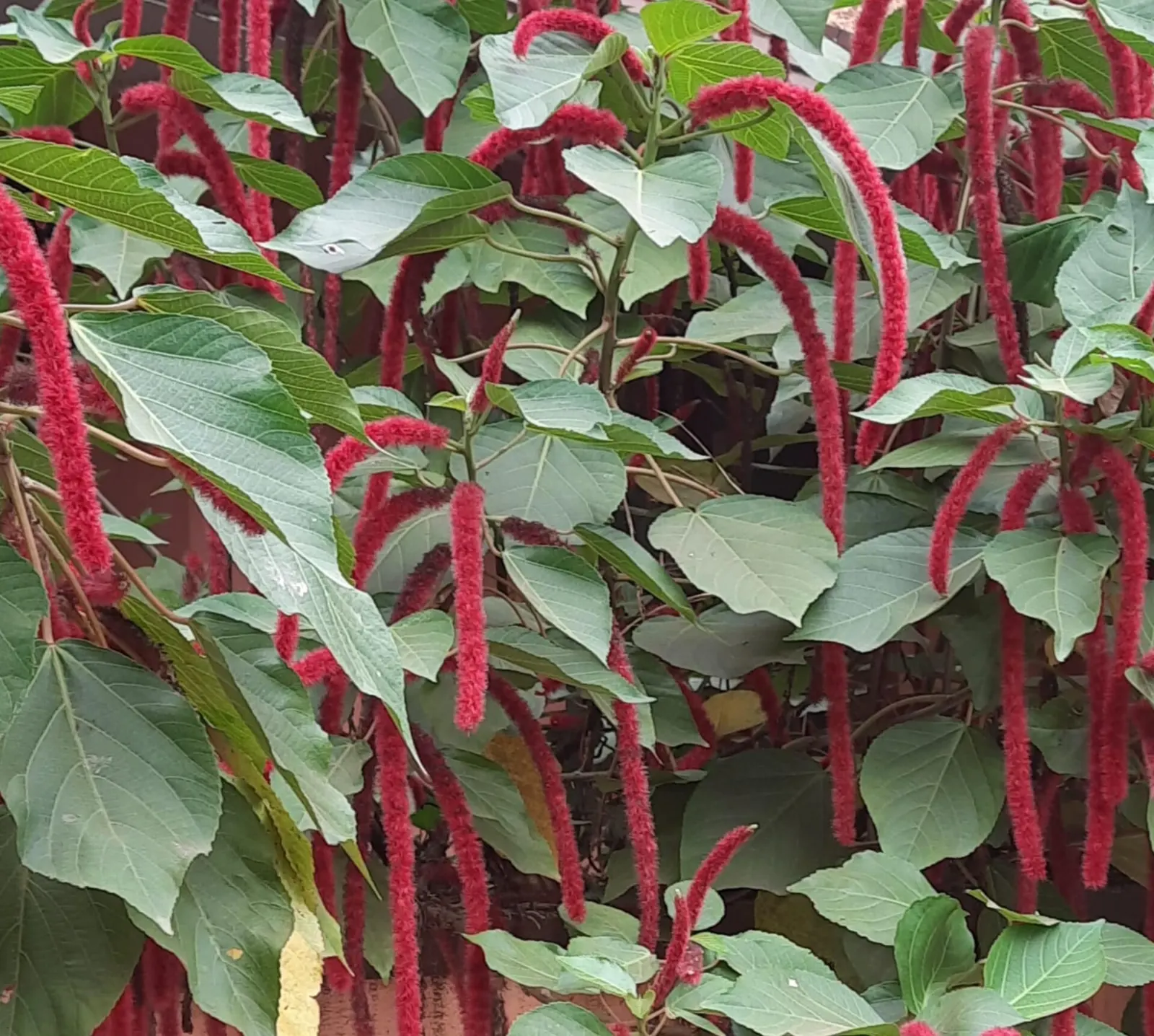 Chenille Plant (Acalypha hispida) — is a succulent featuring plush; this drought-tolerant plant thrives in well-draining soil and requires full to, image 97