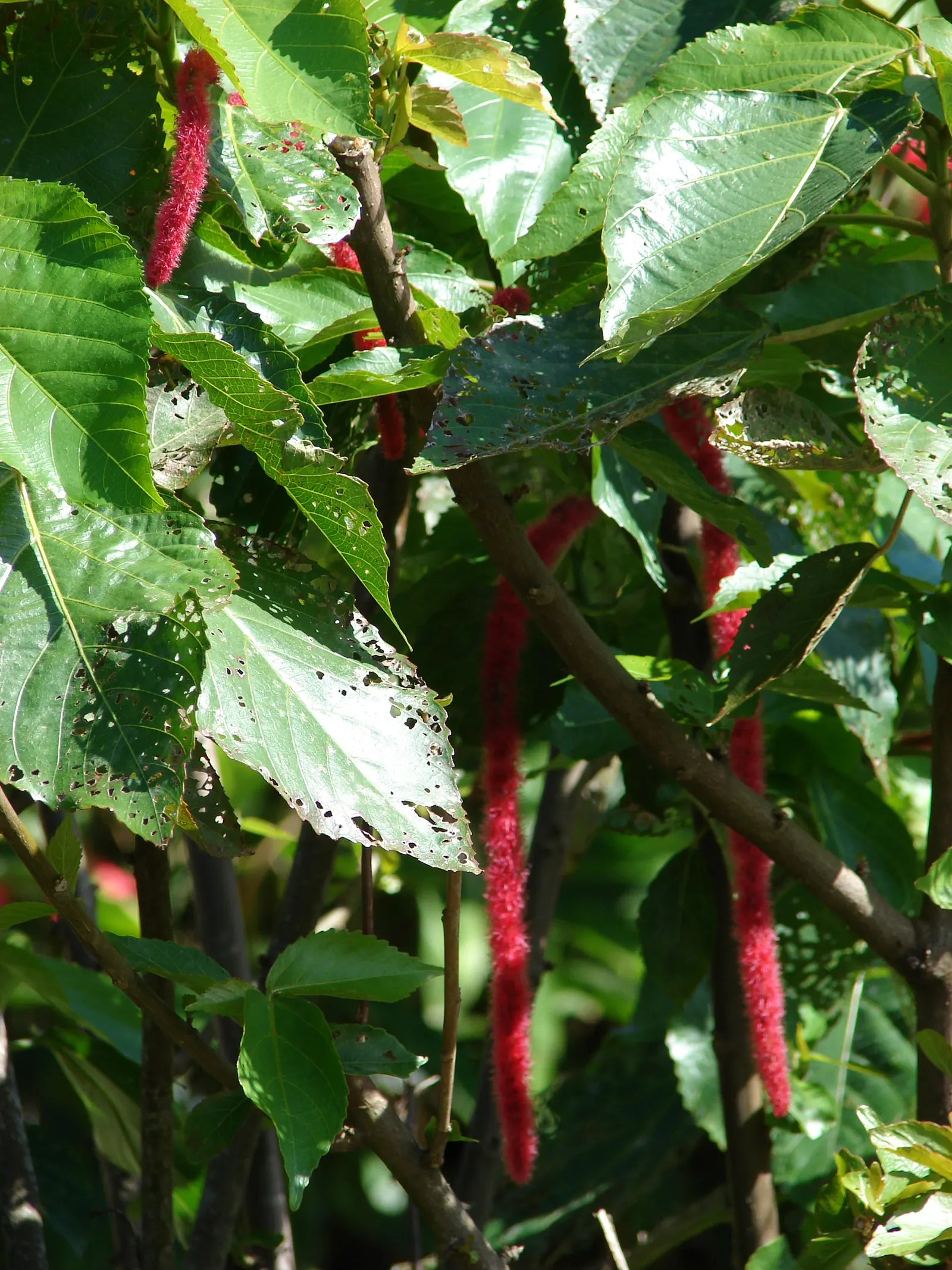Chenille Plant (Acalypha hispida) — is a succulent native to semi-desert regions of Mexico; giving it a velvety texture and slightly silvery sheen, image 105