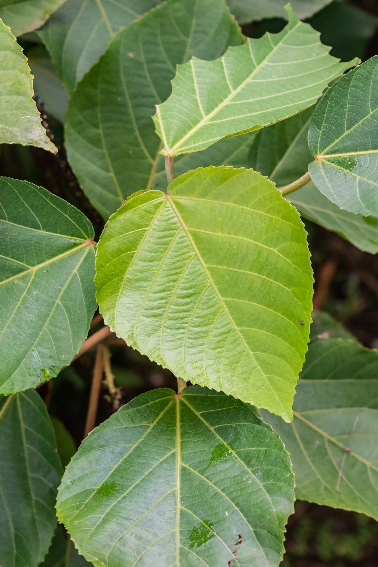 Chenille Plant (Acalypha hispida) — it creates visual interest with its ornate textures and produces orange-red flowers in spring; commonly known, image 53