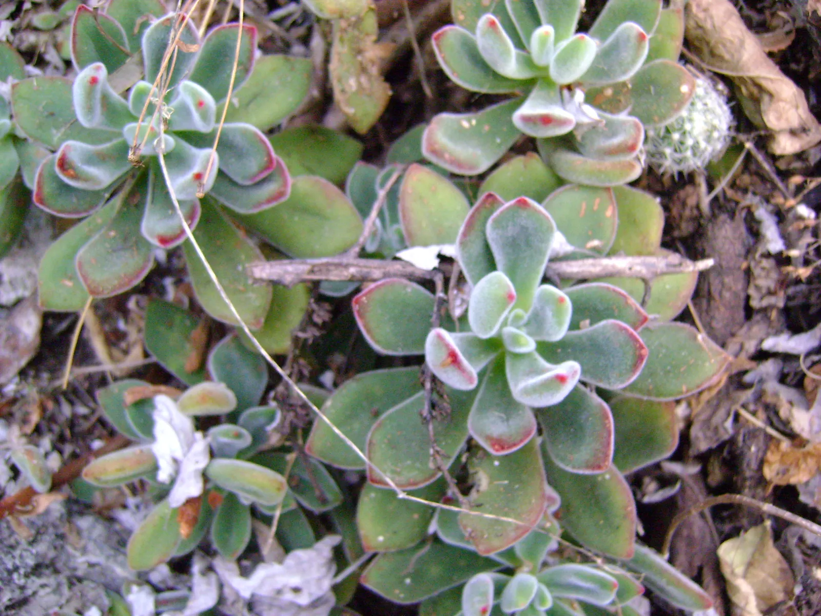 Chenille Plant (Acalypha hispida) — Velvet-like hairs cover its fleshy leaves, enhancing its tactile appeal; some afternoon shade is recommended to, image 51