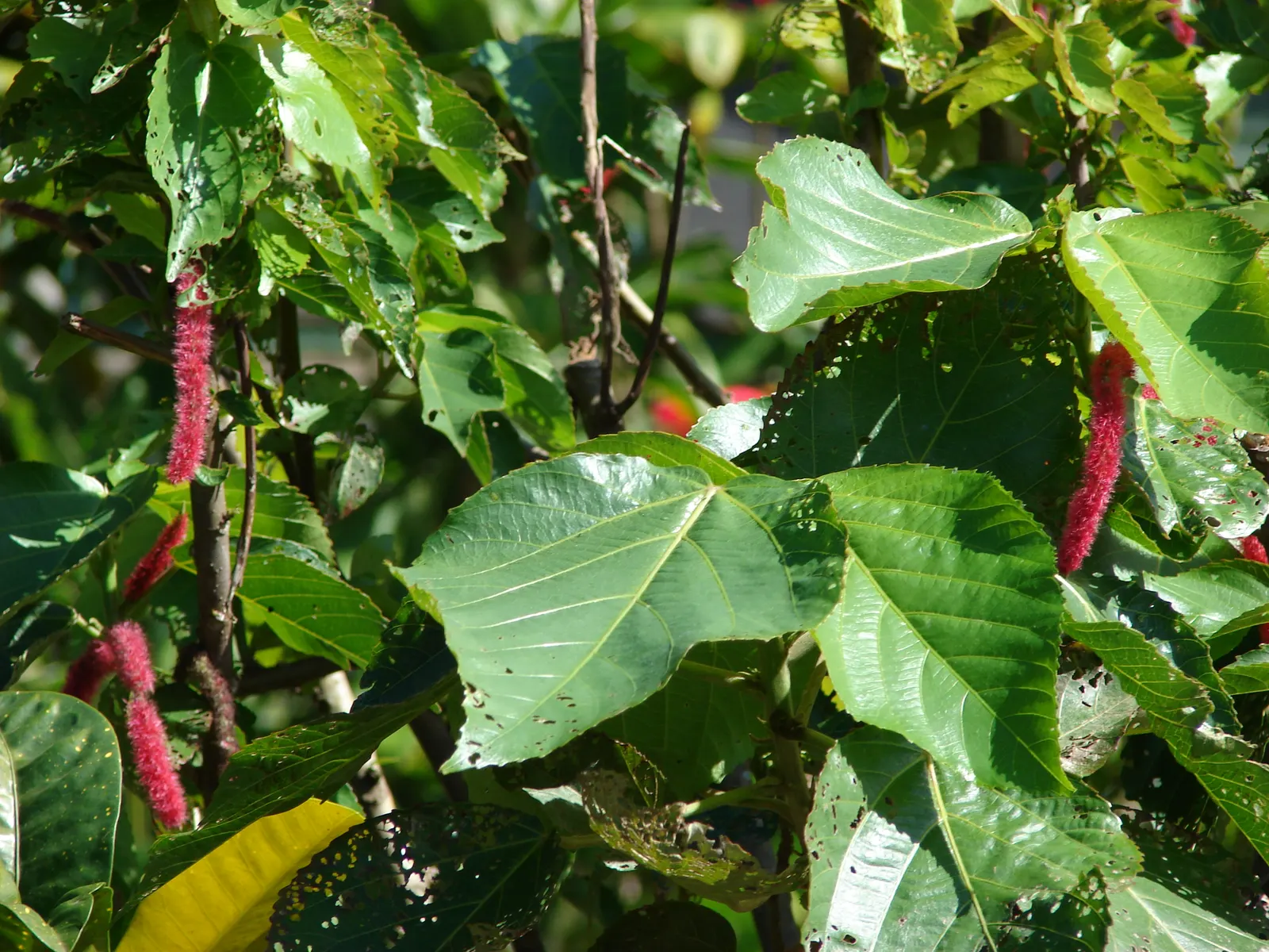 Chenille Plant (Acalypha hispida) — Its unique appearance is characterized by plush; maintain a watering schedule that allows the soil to dry out, image 130