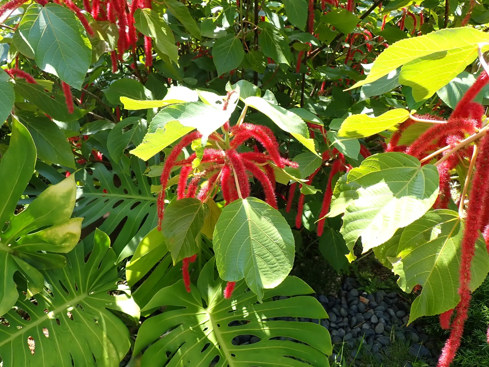 Chenille Plant (Acalypha hispida) — is a succulent native to semi-desert regions of Mexico; giving it a velvety texture and slightly silvery sheen