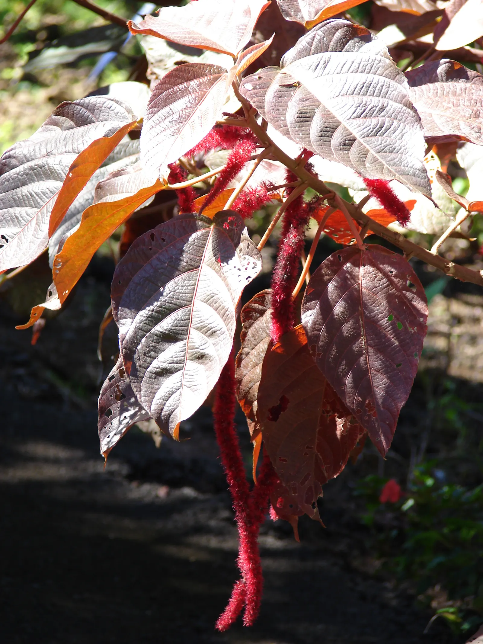 Chenille Plant (Acalypha hispida) — red and yellow flowers in the garden