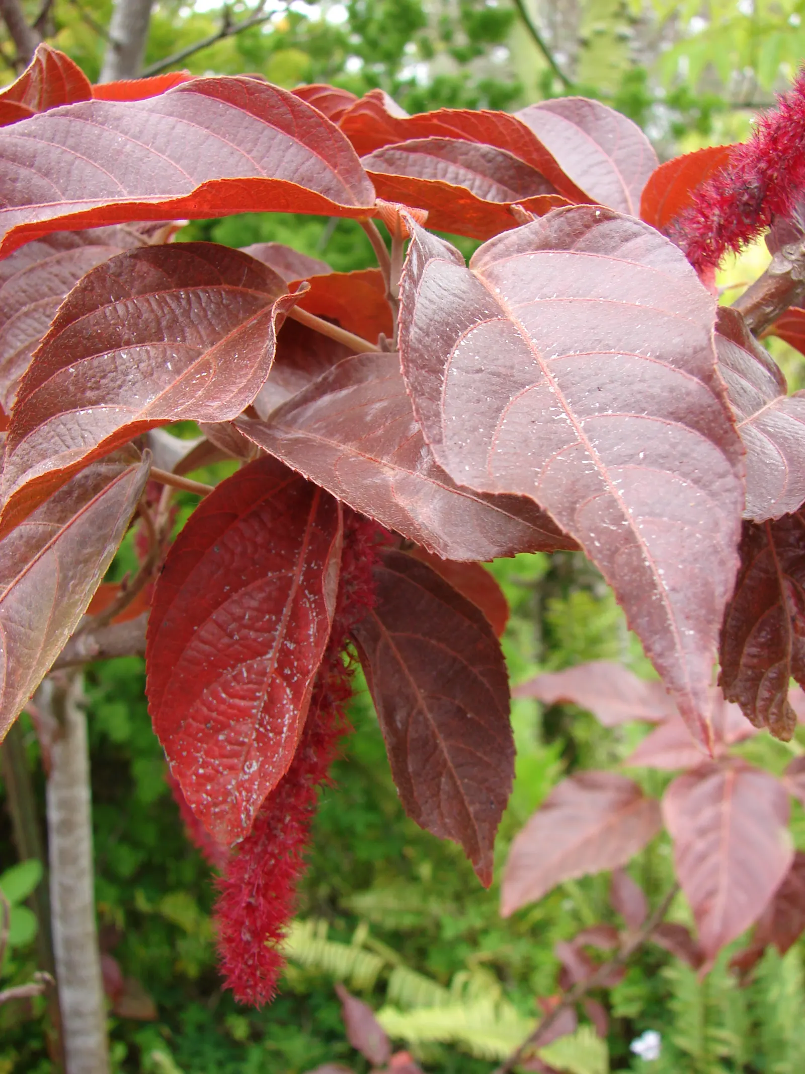 Chenille Plant (Acalypha hispida) — succulent for full or half; its easy-care nature makes it an excellent choice for gardeners of all levels, image 144