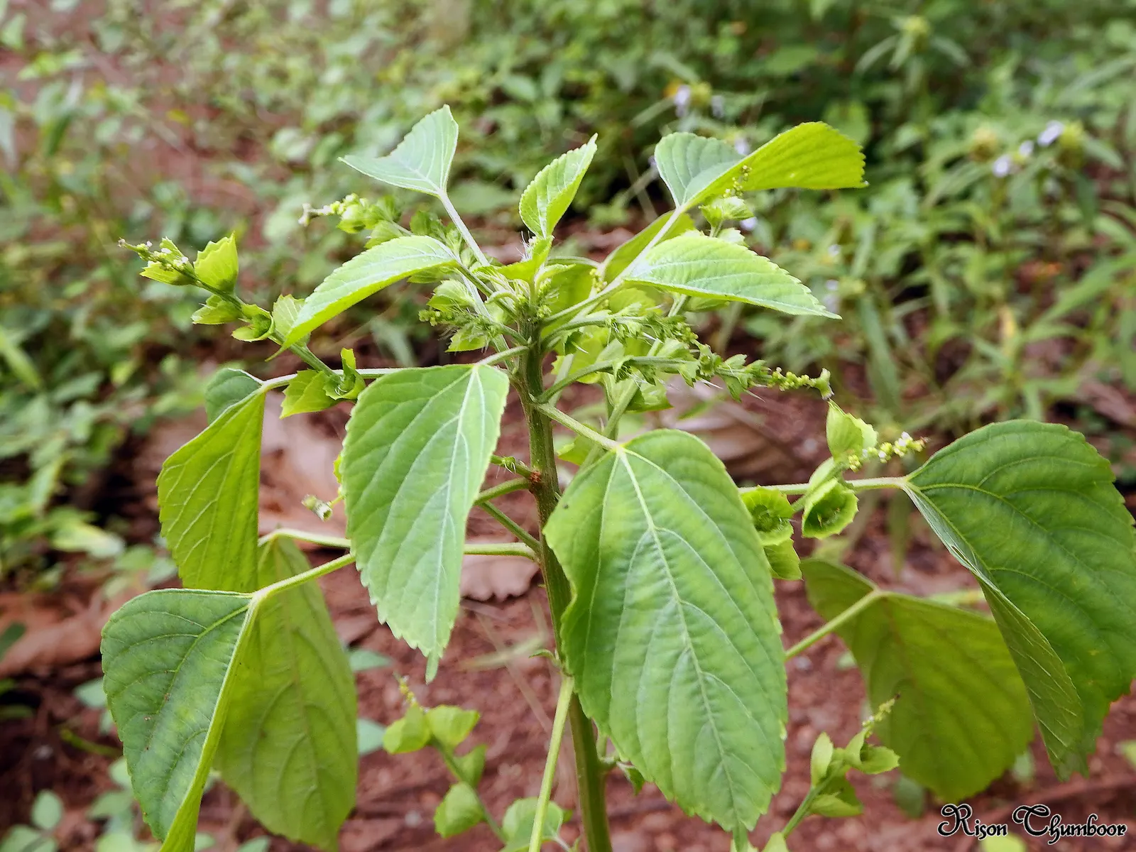 Chenille Plant (Acalypha hispida) — This frost-tender perennial is compact in nature; these blooms typically appear in late winter through spring, image 85