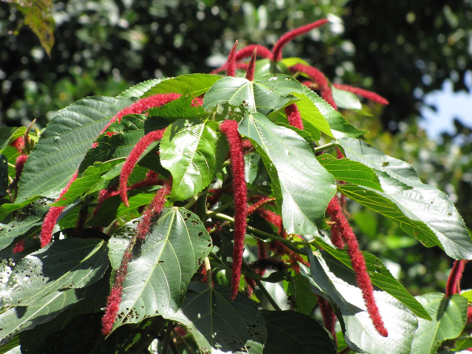Chenille Plant (Acalypha hispida) — silver-green rosettes reaching up to 5 inches in diameter; silver-green leaves that are covered with fine hairs, image 74