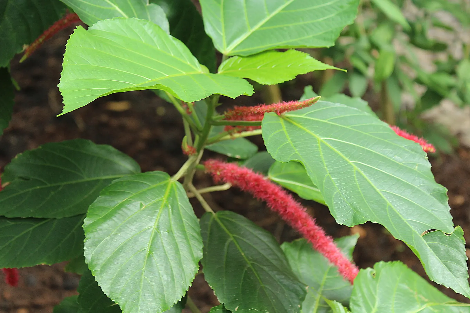 Chenille Plant (Acalypha hispida) — Velvet-like hairs cover its fleshy leaves, enhancing its tactile appeal; some afternoon shade is recommended to, image 99