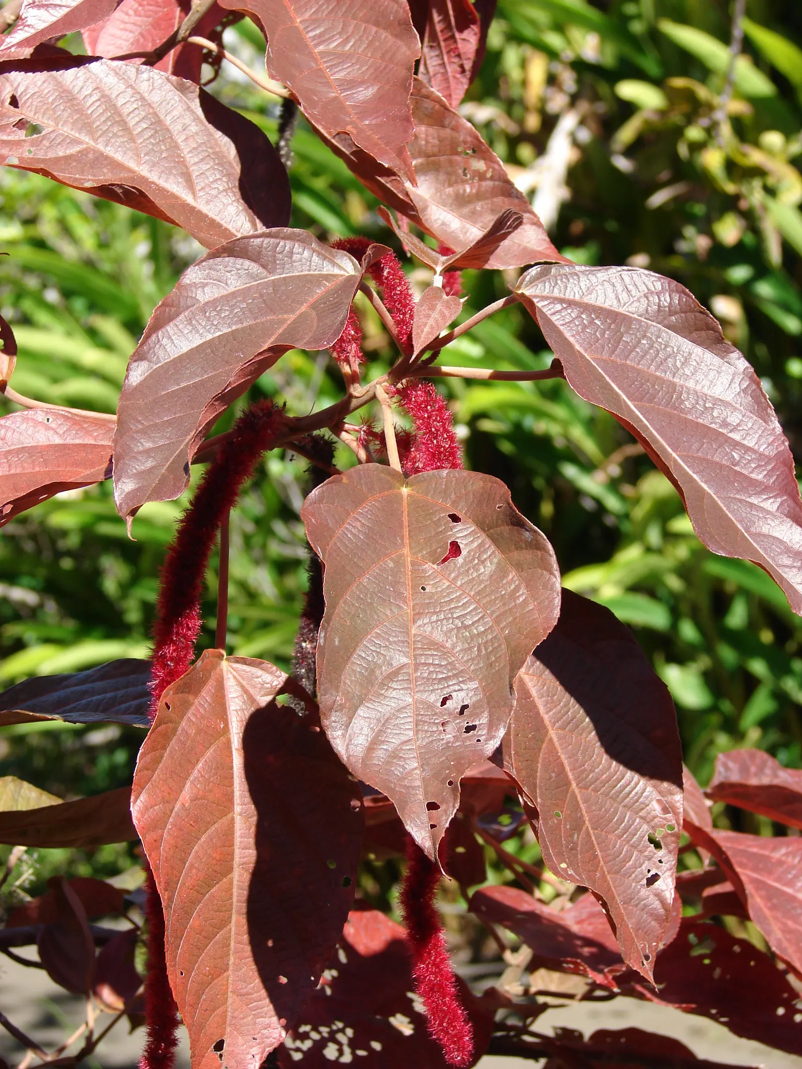 Chenille Plant (Acalypha hispida) — Its unique appearance is characterized by plush; maintain a watering schedule that allows the soil to dry out, image 82