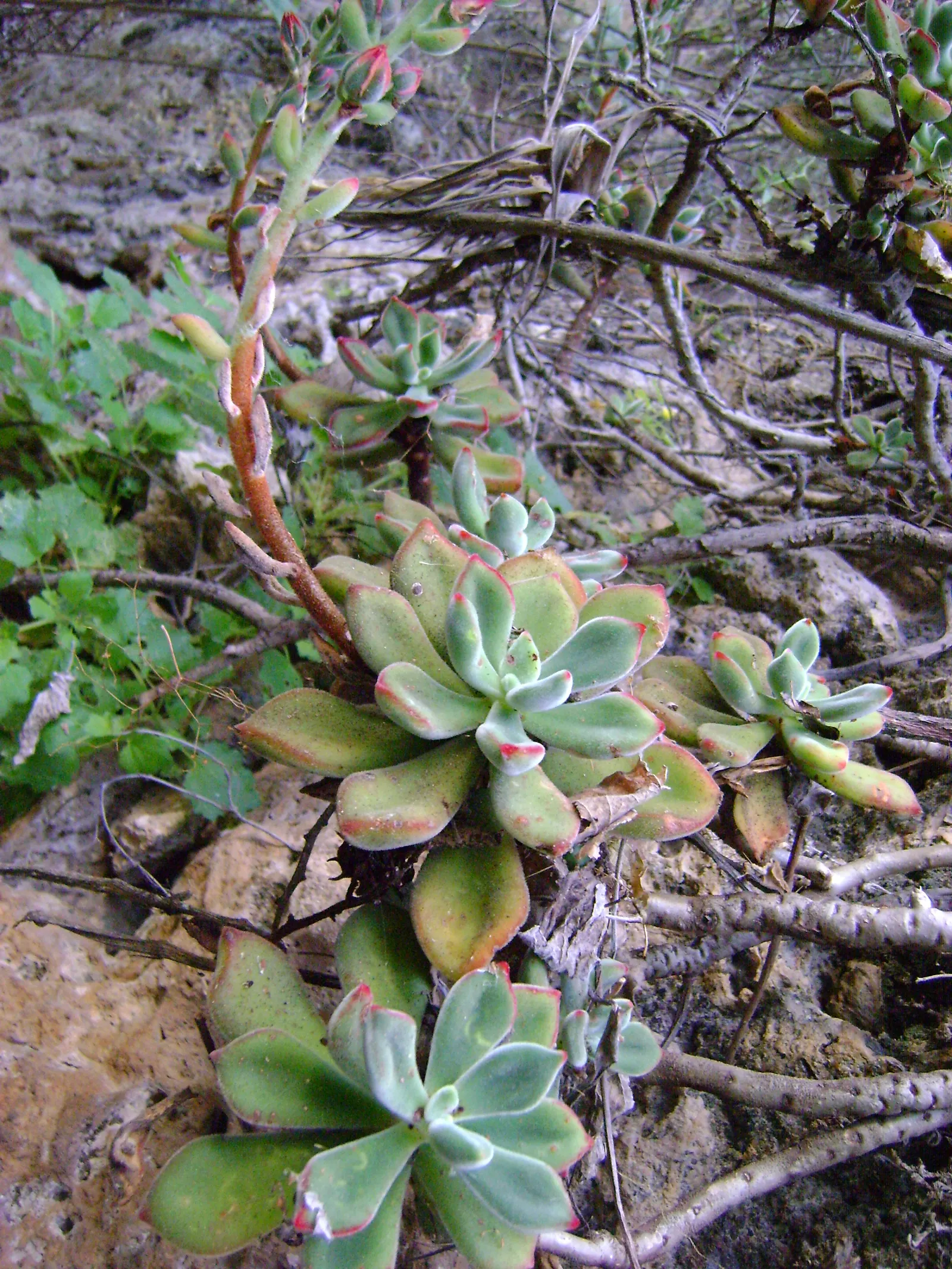 Chenille Plant (Acalypha hispida) — silver-green rosettes reaching up to 5 inches in diameter; silver-green leaves that are covered with fine hairs, image 98