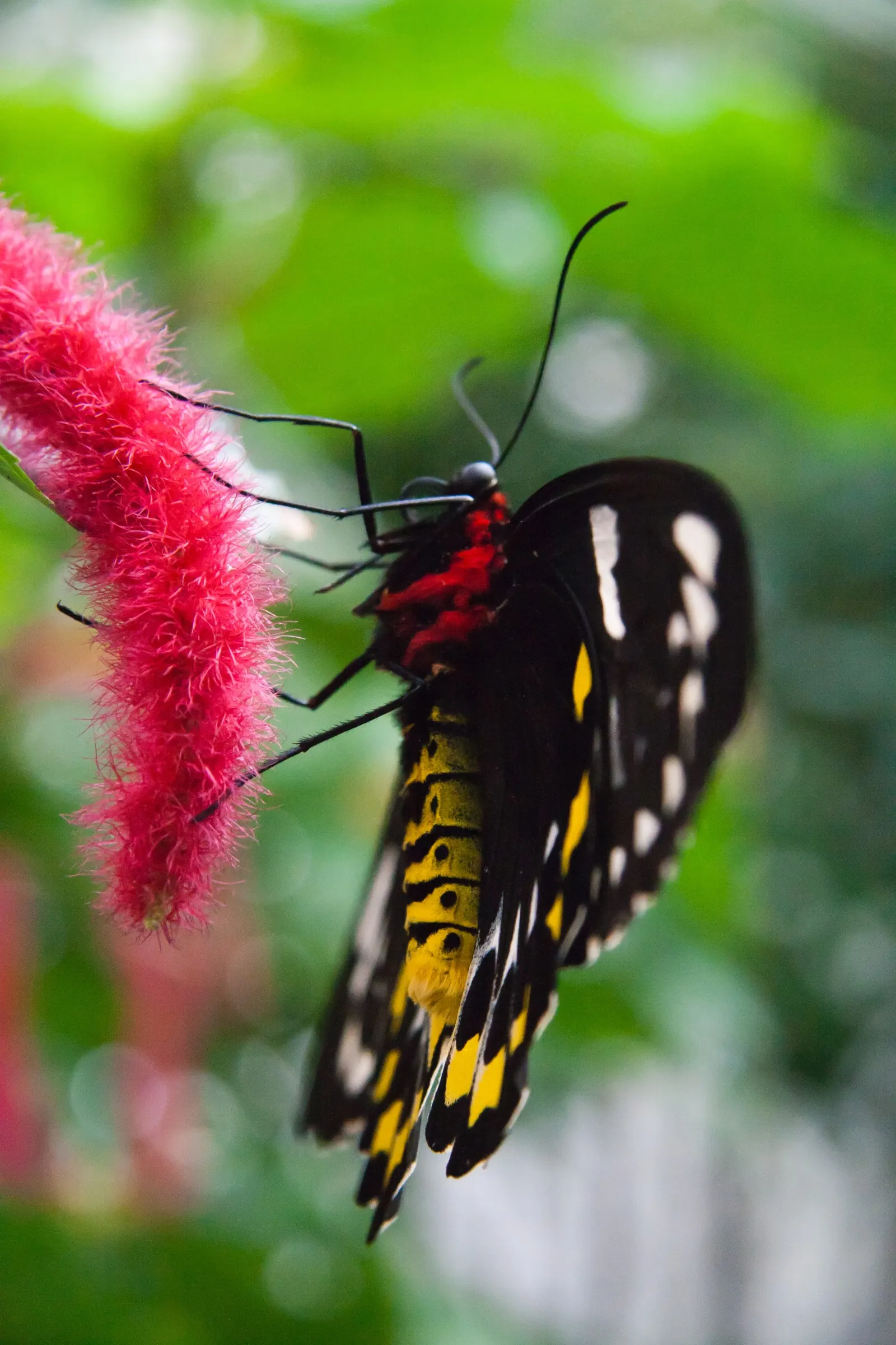 Chenille Plant (Acalypha hispida) — commonly known as the Chenille Plant or Plush Plant; it creates visual interest with its ornate textures and, image 80