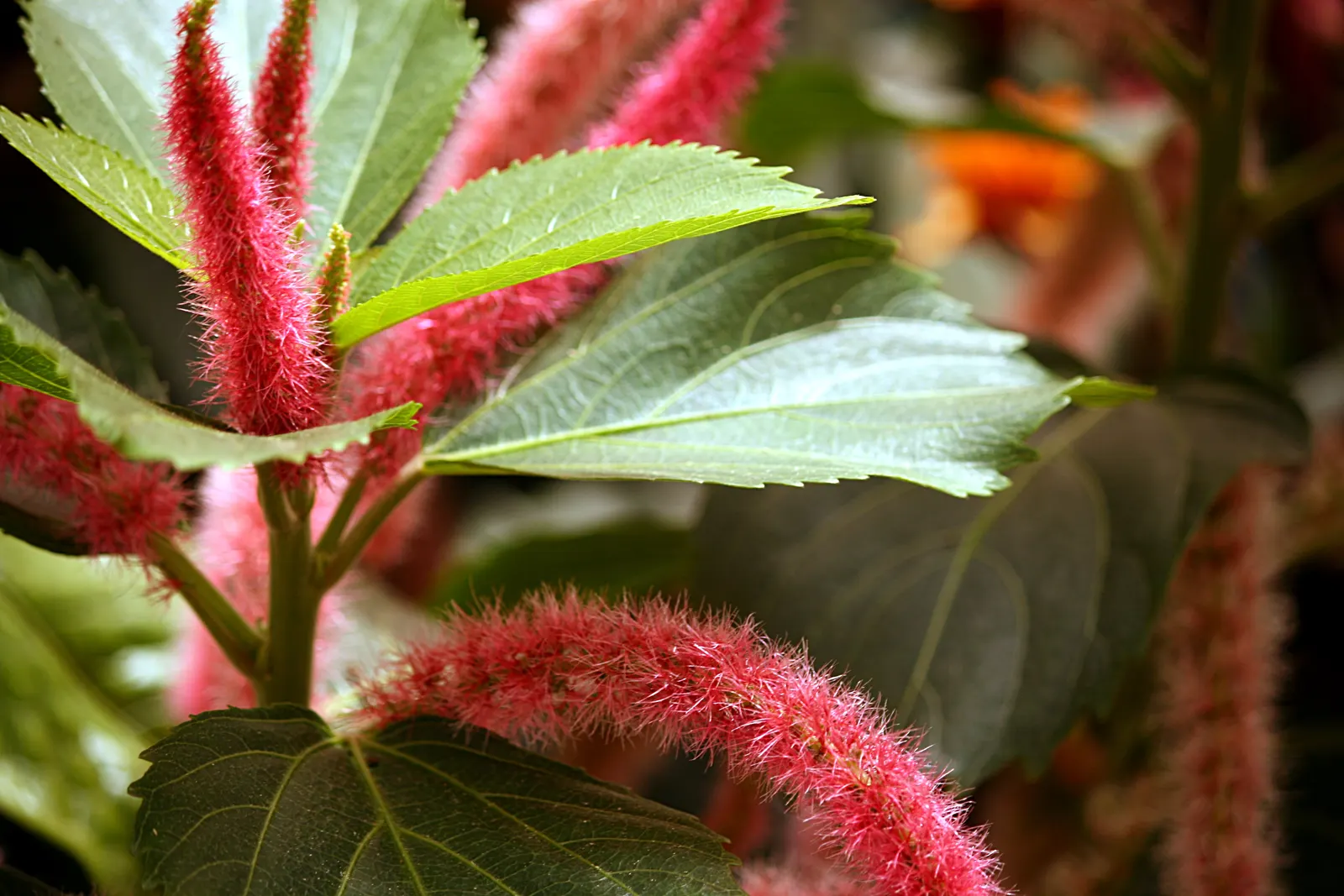 Chenille Plant (Acalypha hispida) — giving it a velvety texture and slightly silvery sheen