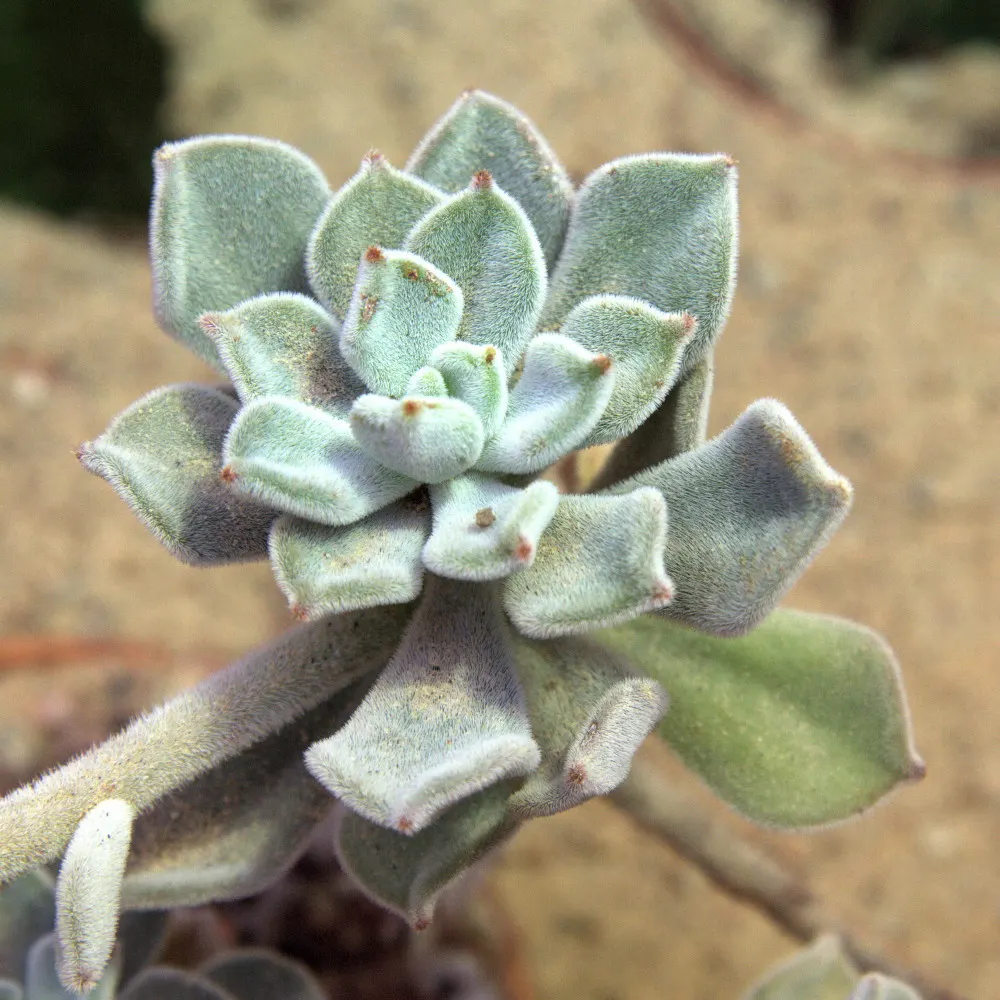 Chenille Plant (Acalypha hispida) — silver-green leaves that are covered with fine hairs; silver-green rosettes reaching up to 5 inches in diameter, image 83