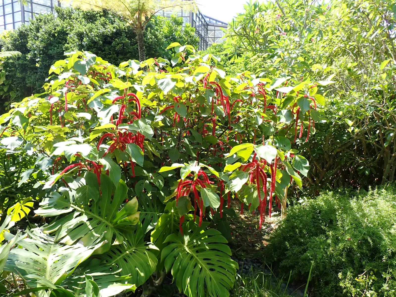 Chenille Plant (Acalypha hispida) — maintain a watering schedule that allows the soil to dry out between watering; its unique appearance is characterized by