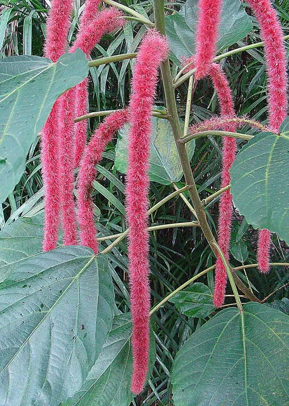 Chenille Plant (Acalypha hispida) — adding a vibrant contrast; adding a dash of vibrant contrast against the foliage, image 54