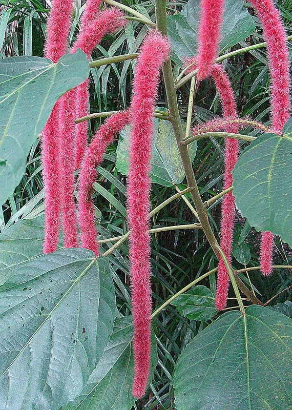 Chenille Plant (Acalypha hispida) — maintain a watering schedule that allows the soil to dry out between watering; its unique appearance is, image 67