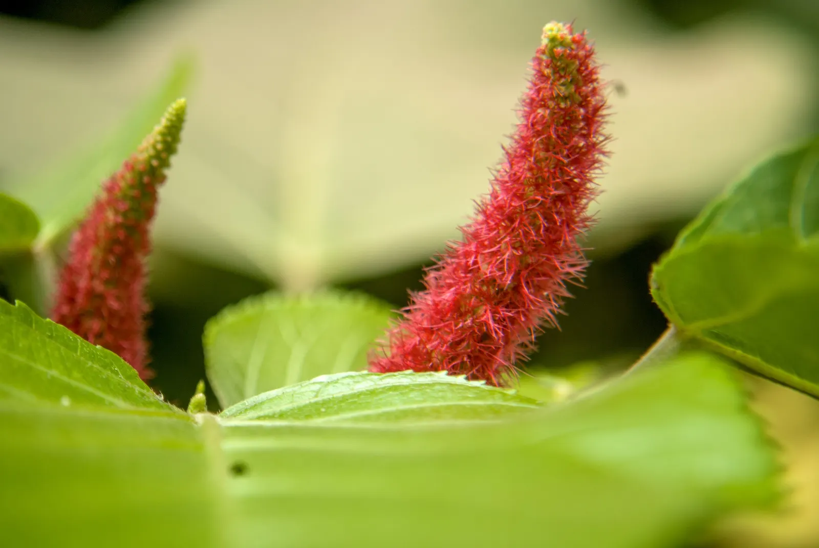 Chenille Plant (Acalypha hispida) — adding a dash of vibrant contrast against the foliage; adding a vibrant contrast, image 111