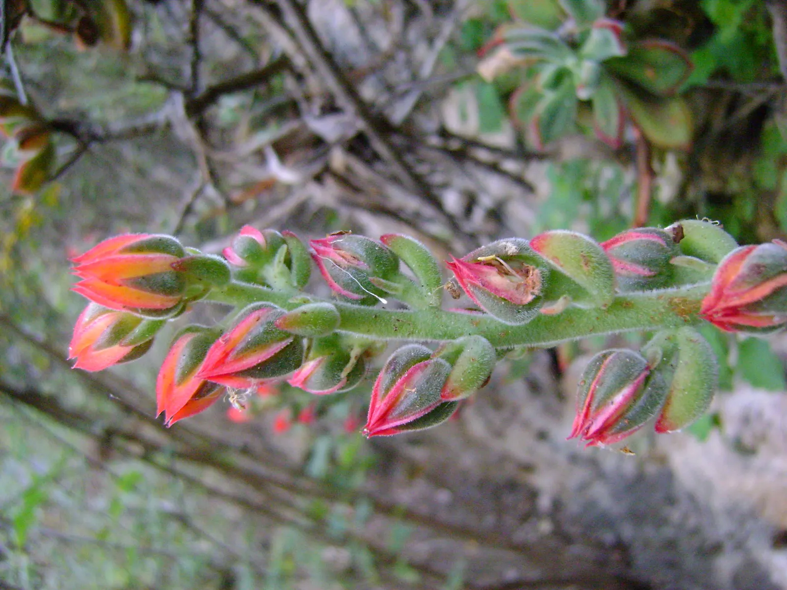 Chenille Plant (Acalypha hispida) — some afternoon shade is recommended to prevent sunburn; velvet-like hairs cover its fleshy leaves, enhancing, image 66