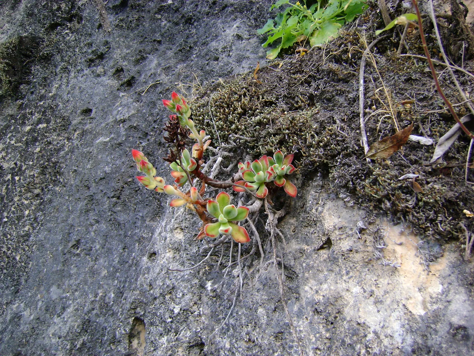 Chenille Plant (Acalypha hispida) — giving it a velvety texture and slightly silvery sheen; is a succulent native to semi-desert regions of Mexico, image 132