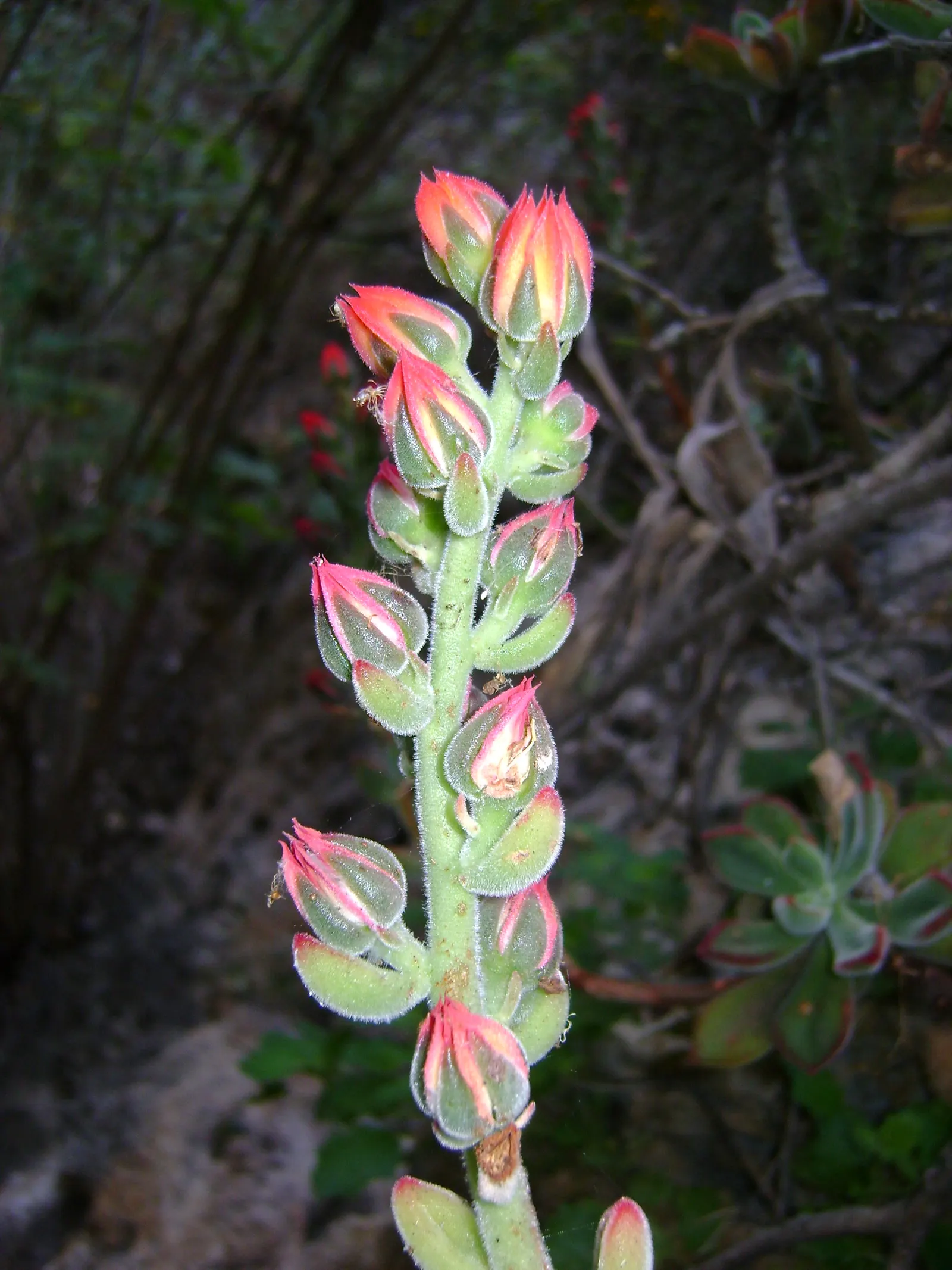 Chenille Plant (Acalypha hispida) — silver-green rosettes reaching up to 5 inches in diameter