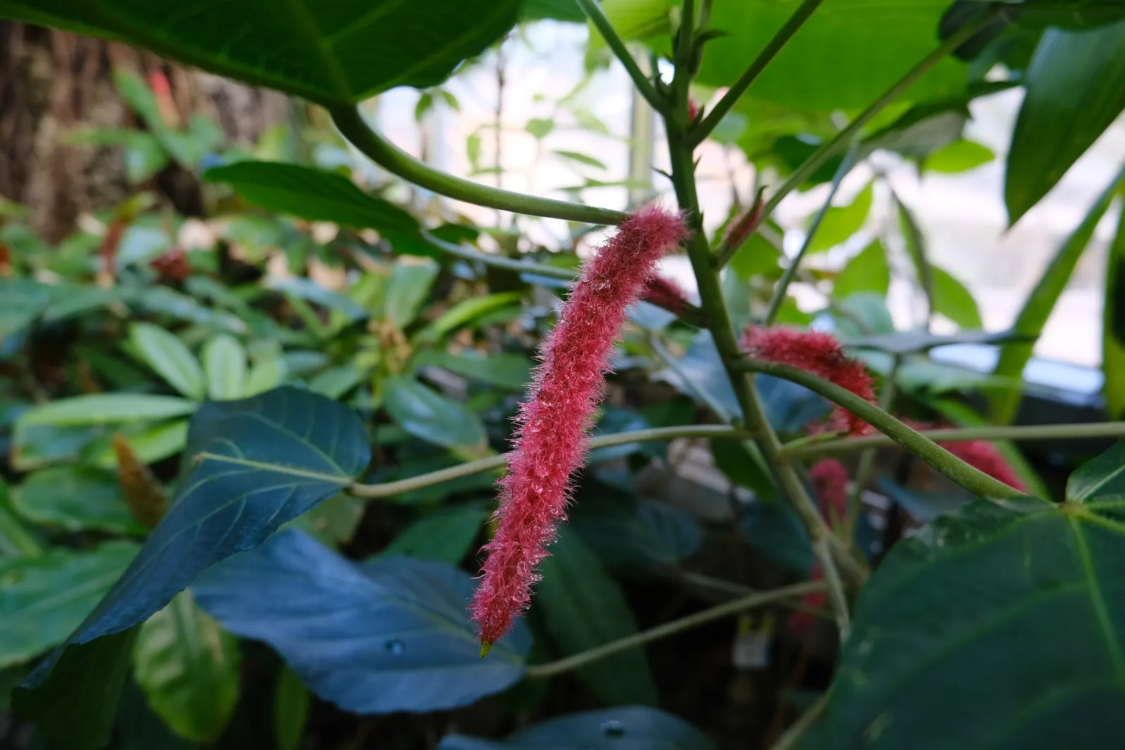 Chenille Plant (Acalypha hispida) — growing to a modest size of about 6 to 12 inches tall; succulent with red and yellow blooms