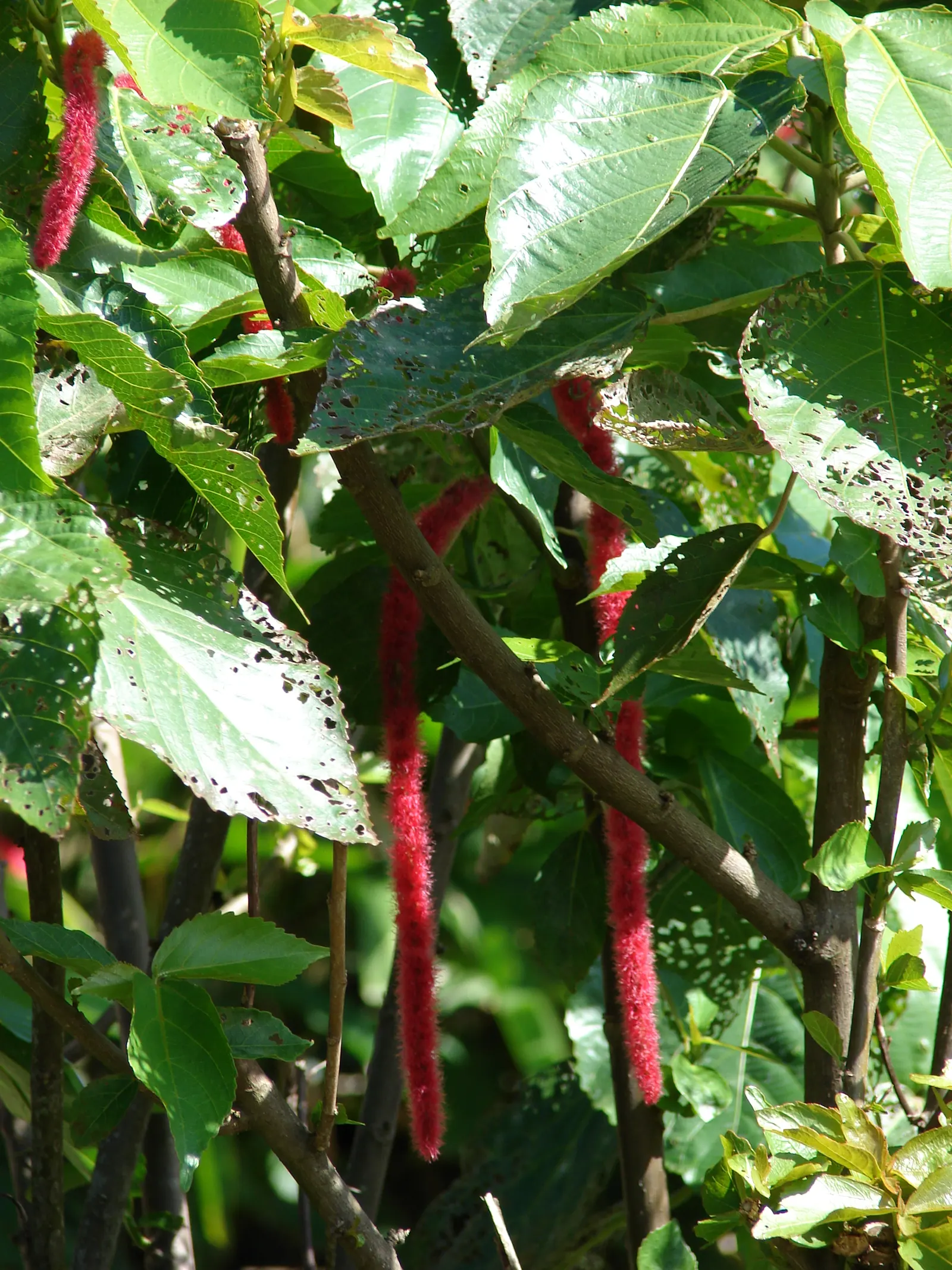 Chenille Plant (Acalypha hispida) — This frost-tender perennial is compact in nature