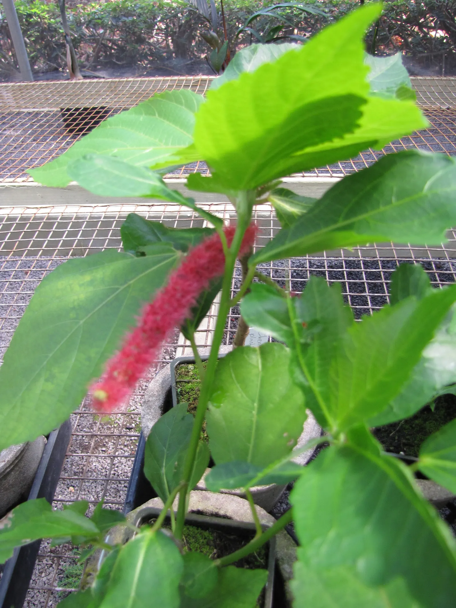 Chenille Plant (Acalypha hispida) — succulent with red and yellow blooms; growing to a modest size of about 6 to 12 inches tall, image 119