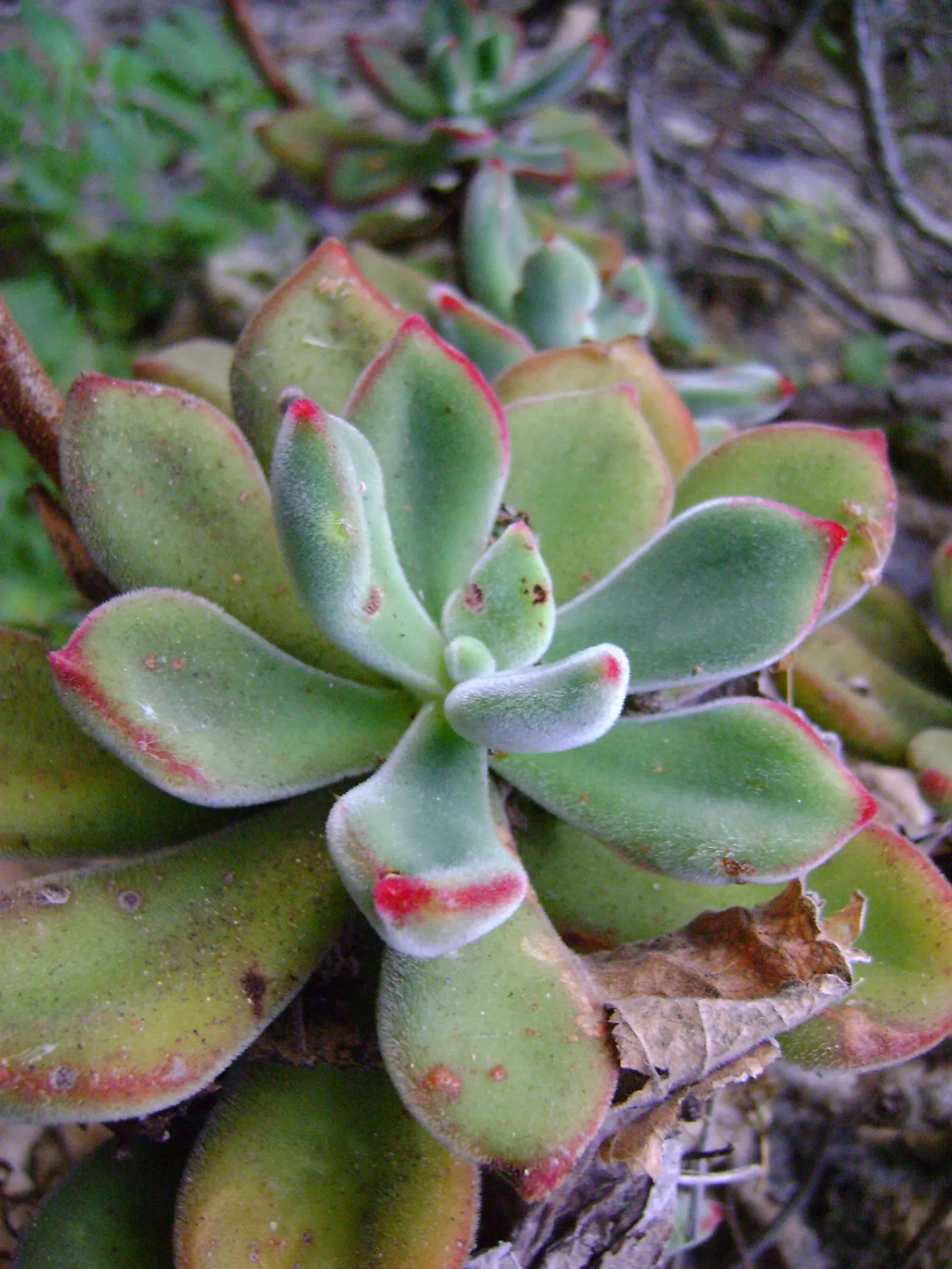 Chenille Plant (Acalypha hispida) — is a succulent featuring plush; this drought-tolerant plant thrives in well-draining soil and requires full to, image 121