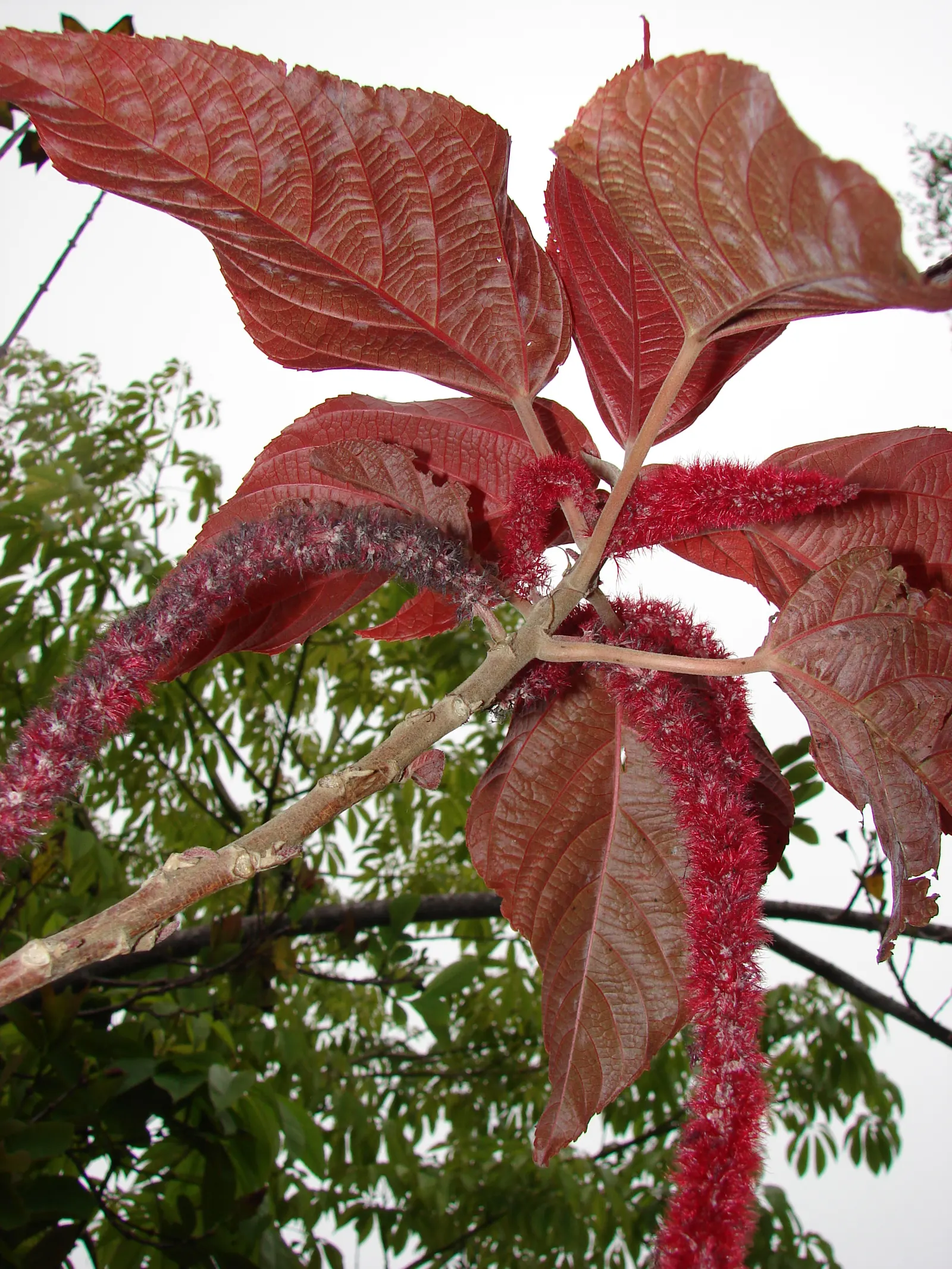 Chenille Plant (Acalypha hispida) — red and yellow flowers in the garden; space 6-9 inches apart for best effect, image 118