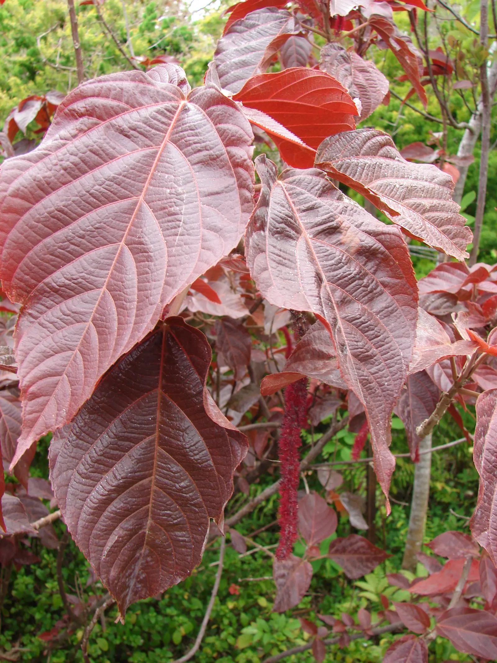 Chenille Plant (Acalypha hispida) — is a succulent native to semi-desert regions of Mexico; giving it a velvety texture and slightly silvery sheen, image 129