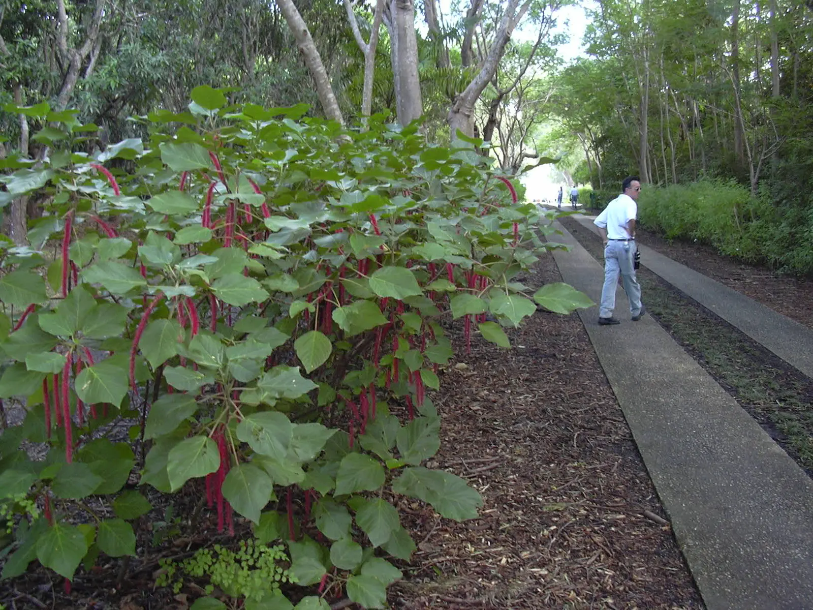Chenille Plant (Acalypha hispida) — silver-green leaves that are covered with fine hairs; silver-green rosettes reaching up to 5 inches in diameter, image 107
