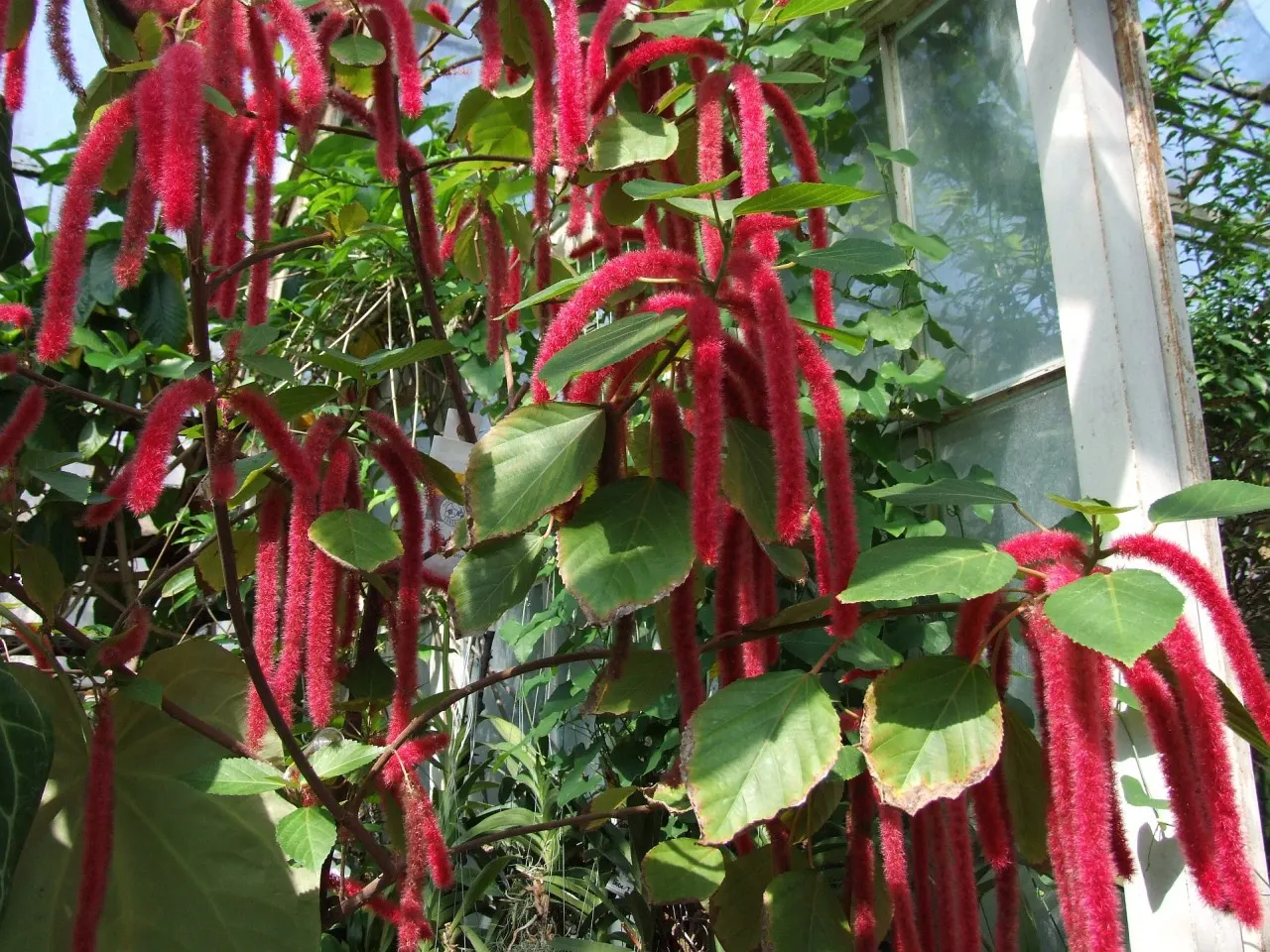 Chenille Plant (Acalypha hispida) — This drought-tolerant plant thrives in well-draining soil and requires full to partial sunlight; is a succulent featuring