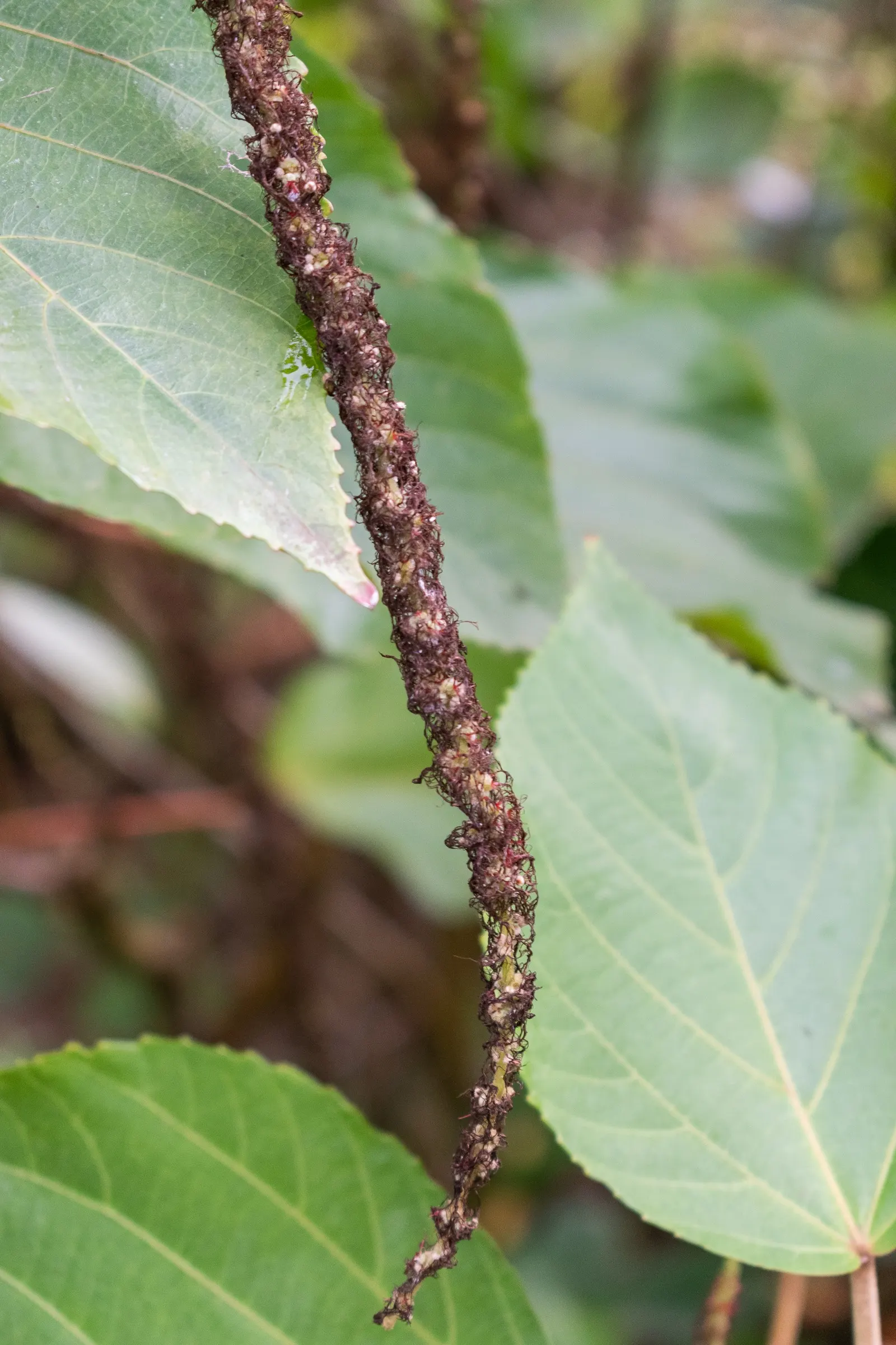 Chenille Plant (Acalypha hispida) — It requires full sun to partial shade; in areas with intense sunlight; will provide a year-round interest due to its plush