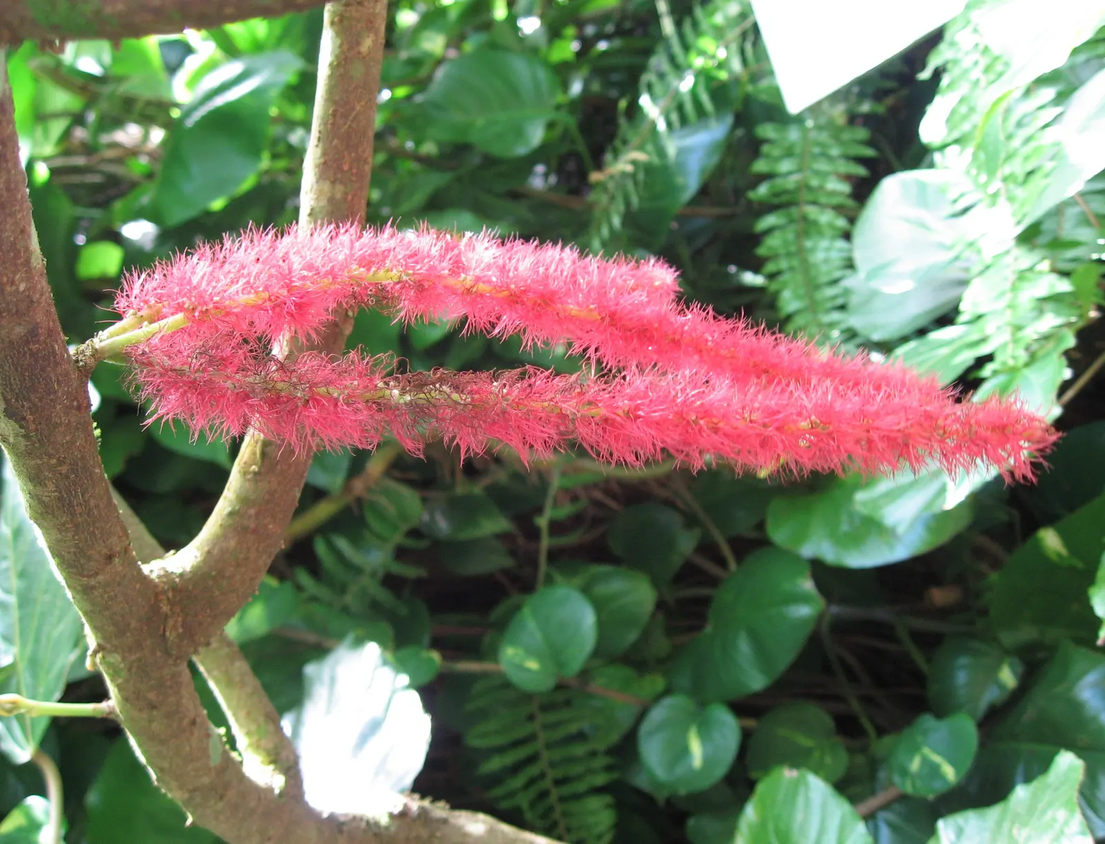 Chenille Plant (Acalypha hispida) — Its easy-care nature makes it an excellent choice for gardeners of all levels; succulent for full or half, image 69