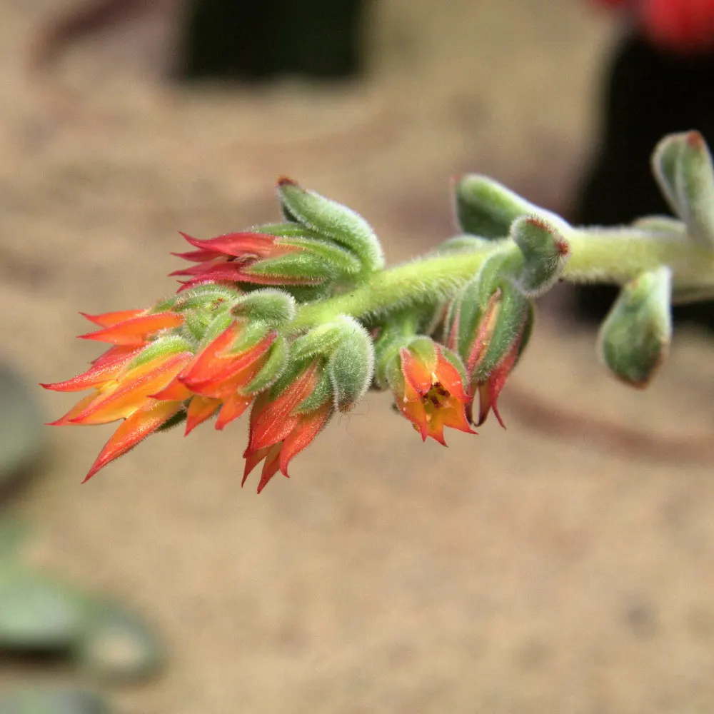 Chenille Plant (Acalypha hispida) — adding a vibrant contrast