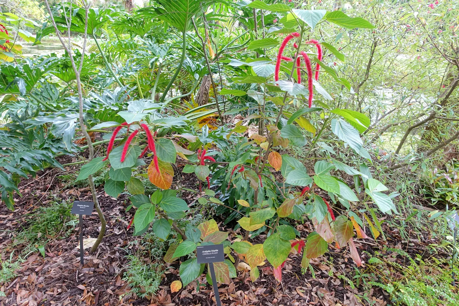 Chenille Plant (Acalypha hispida) — it creates visual interest with its ornate textures and produces orange-red flowers in spring; commonly known as the