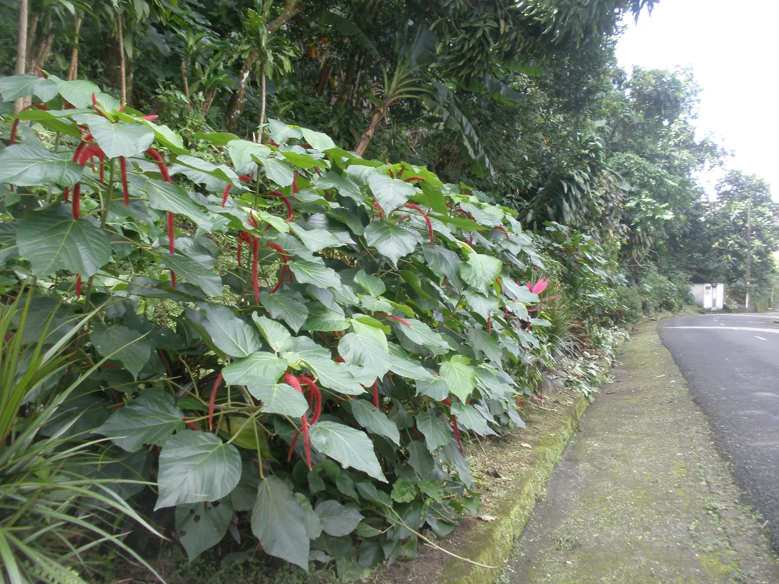 Chenille Plant (Acalypha hispida) — succulent with red and yellow blooms; growing to a modest size of about 6 to 12 inches tall, image 95