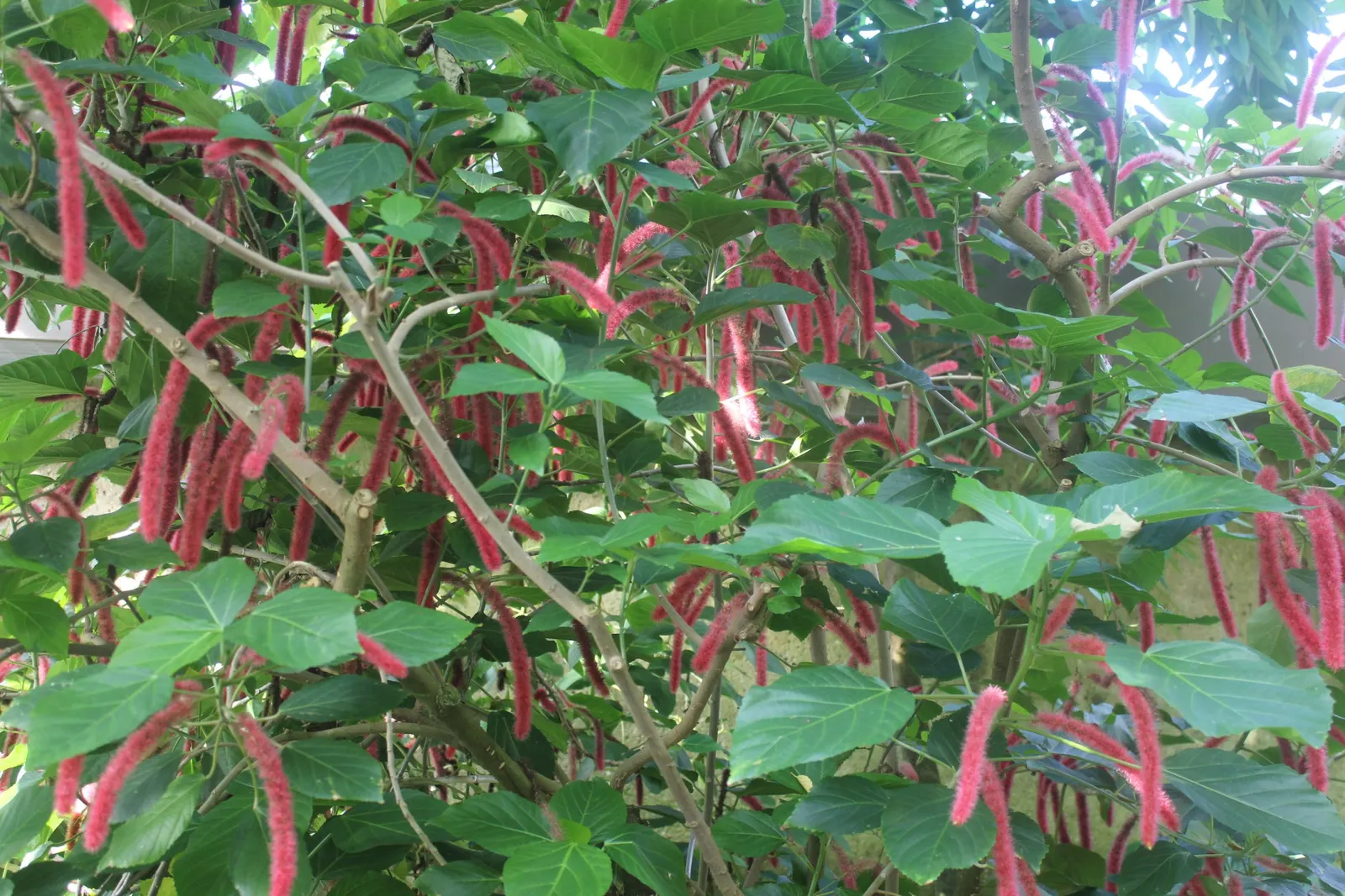 Chenille Plant (Acalypha hispida) — some afternoon shade is recommended to prevent sunburn; velvet-like hairs cover its fleshy leaves, enhancing its tactile