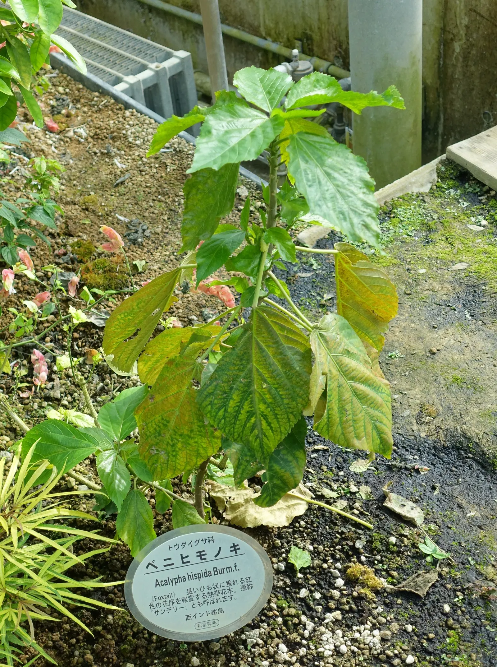 Chenille Plant (Acalypha hispida) — red and yellow flowers in the garden; space 6-9 inches apart for best effect, image 94