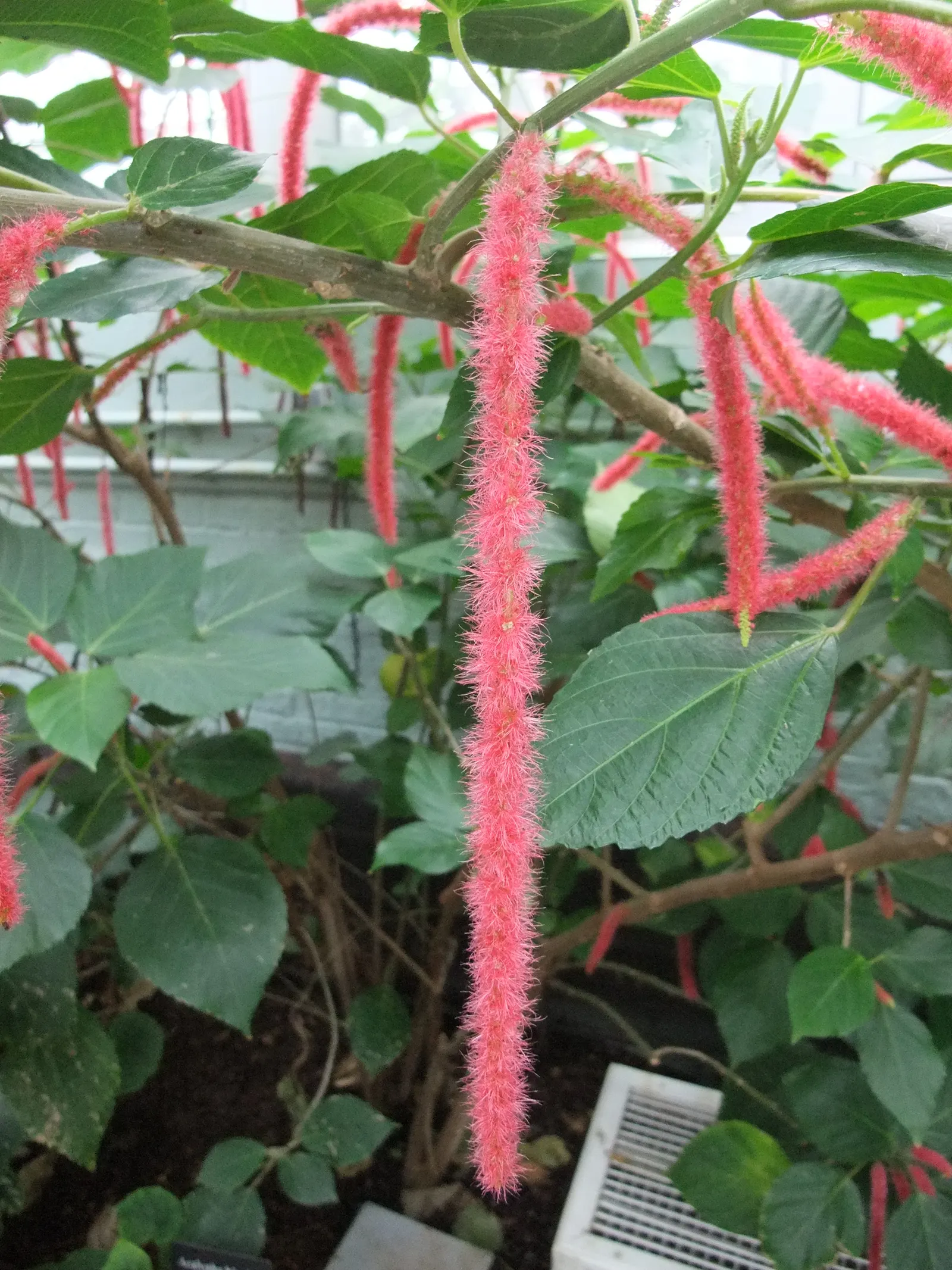 Chenille Plant (Acalypha hispida) — growing to a modest size of about 6 to 12 inches tall; succulent with red and yellow blooms, image 62