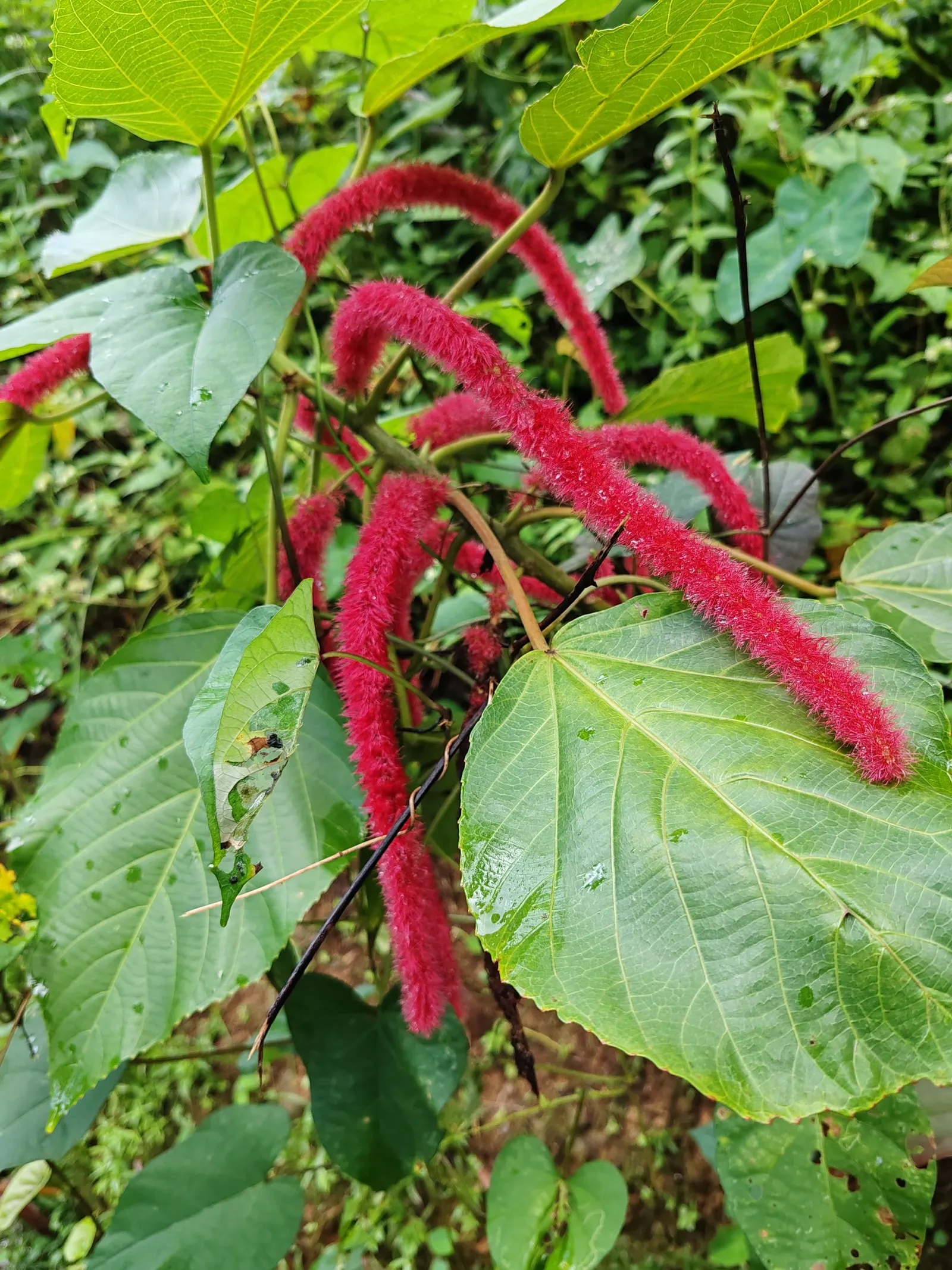 Chenille Plant (Acalypha hispida) — growing to a modest size of about 6 to 12 inches tall