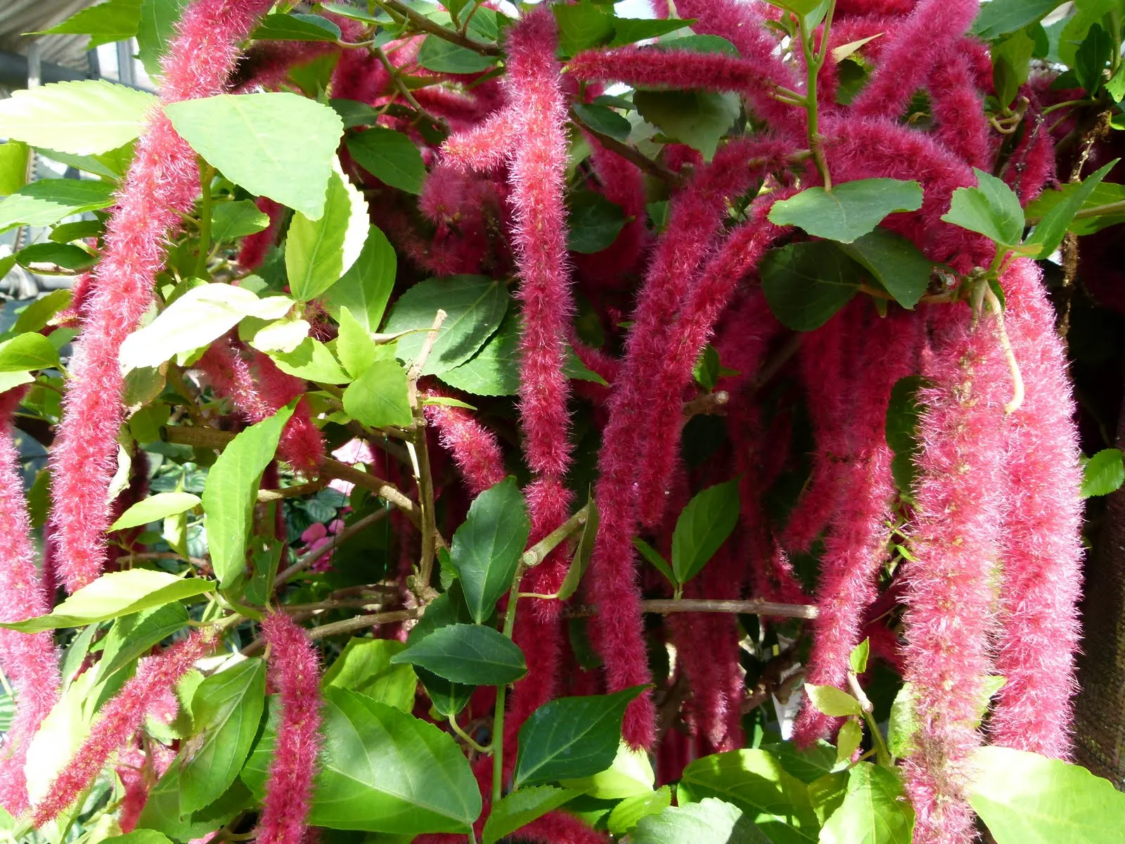 Chenille Plant (Acalypha hispida) — This drought-tolerant plant thrives in well-draining soil and requires full to partial sunlight; is a succulent, image 148