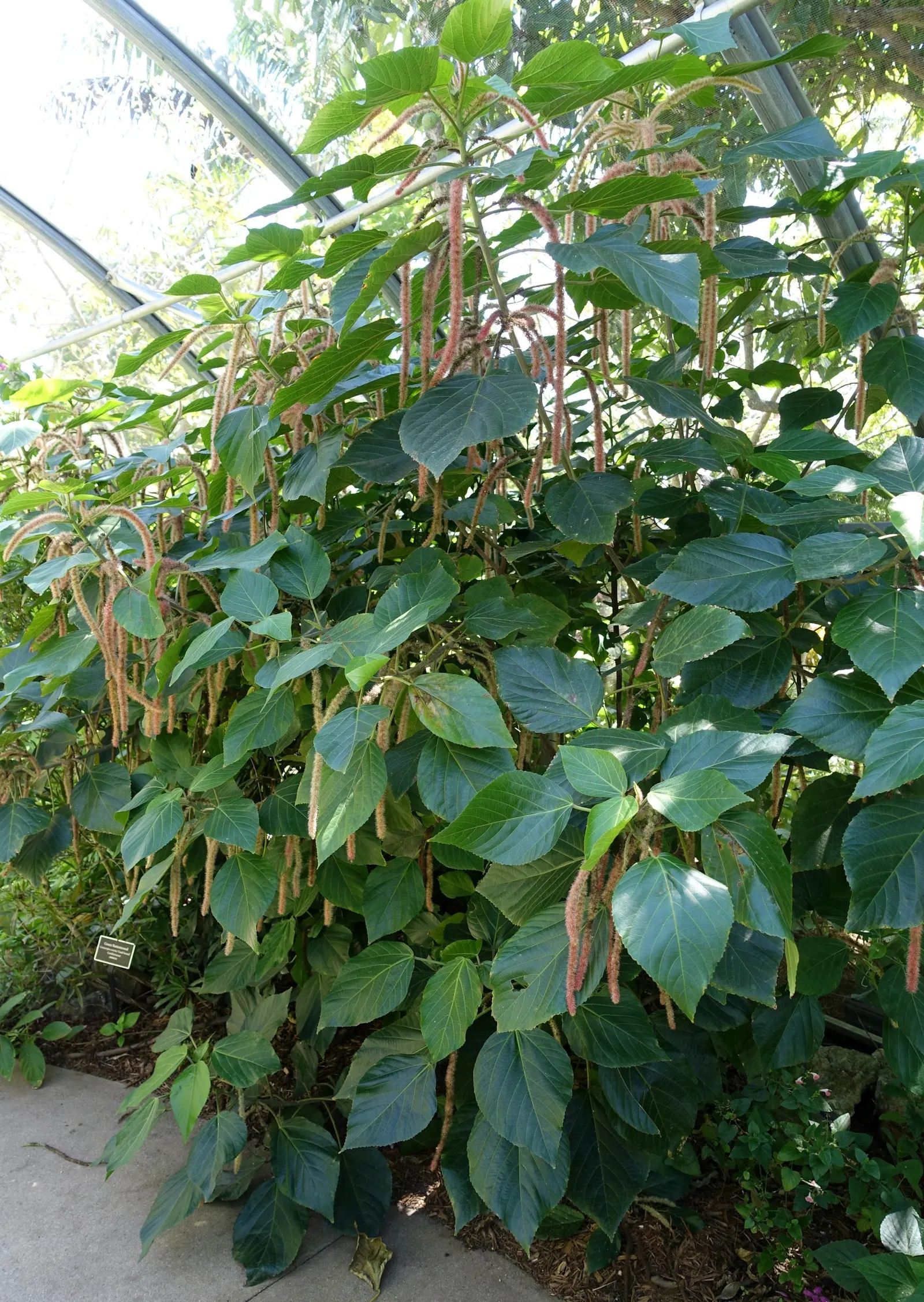 Chenille Plant (Acalypha hispida) — growing to a modest size of about 6 to 12 inches tall; succulent with red and yellow blooms, image 158