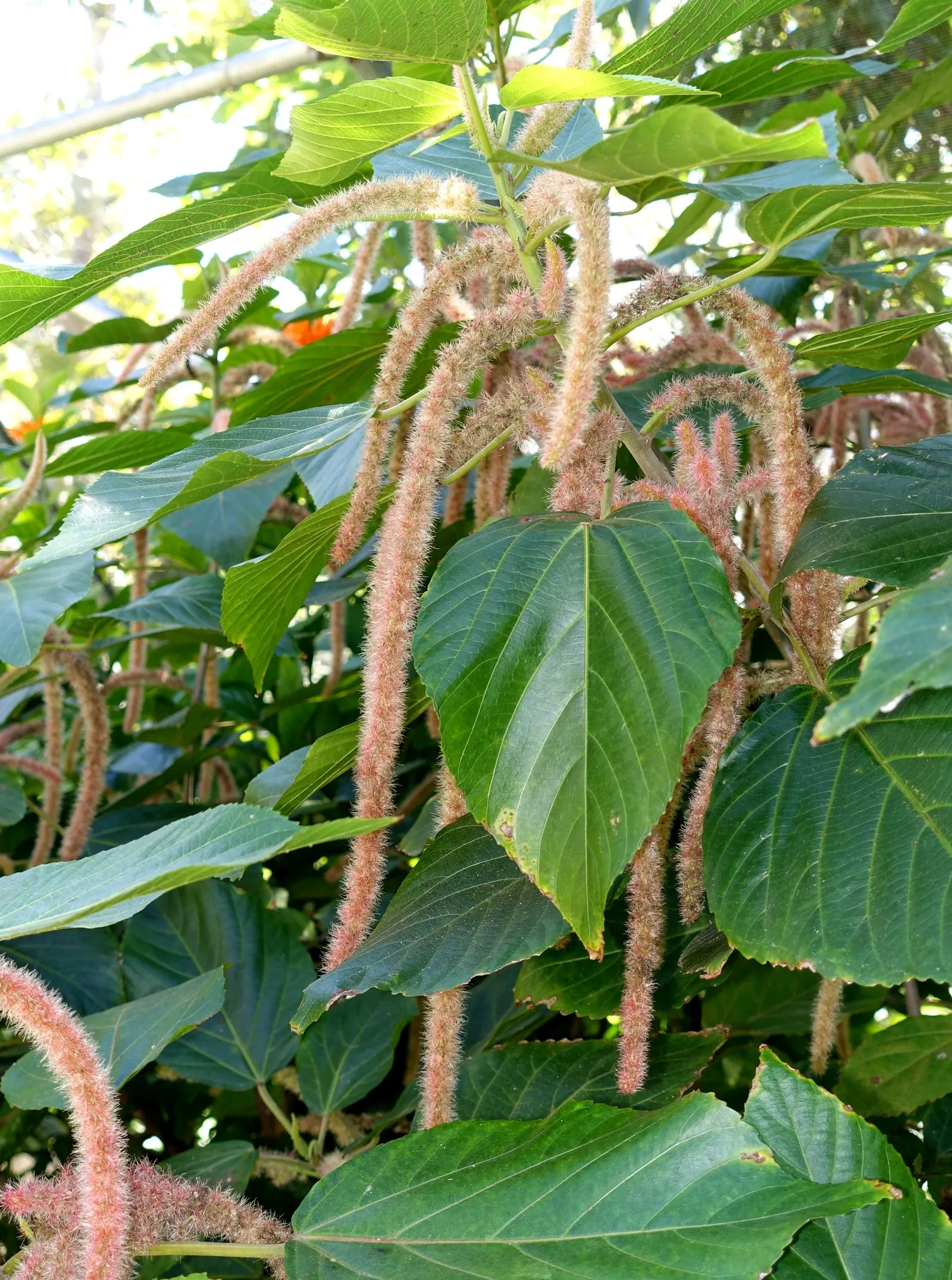 Chenille Plant (Acalypha hispida) — These blooms typically appear in late winter through spring