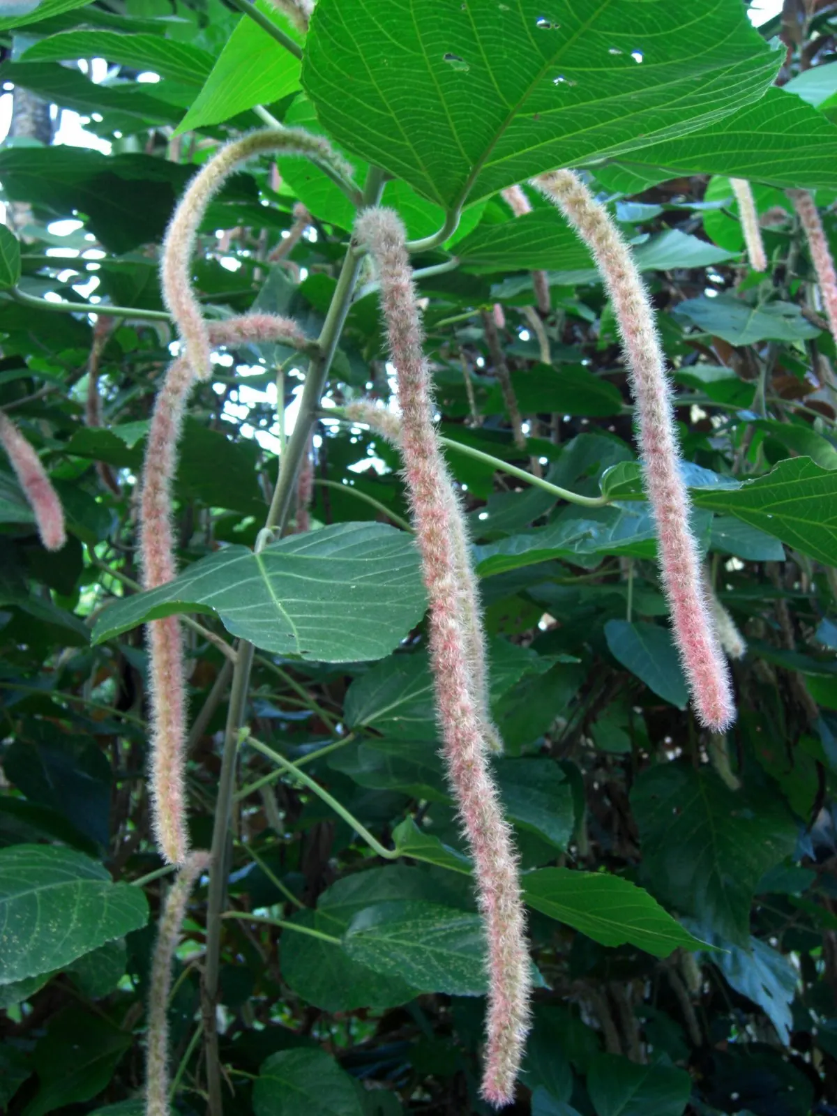 Chenille Plant (Acalypha hispida) — adding a dash of vibrant contrast against the foliage