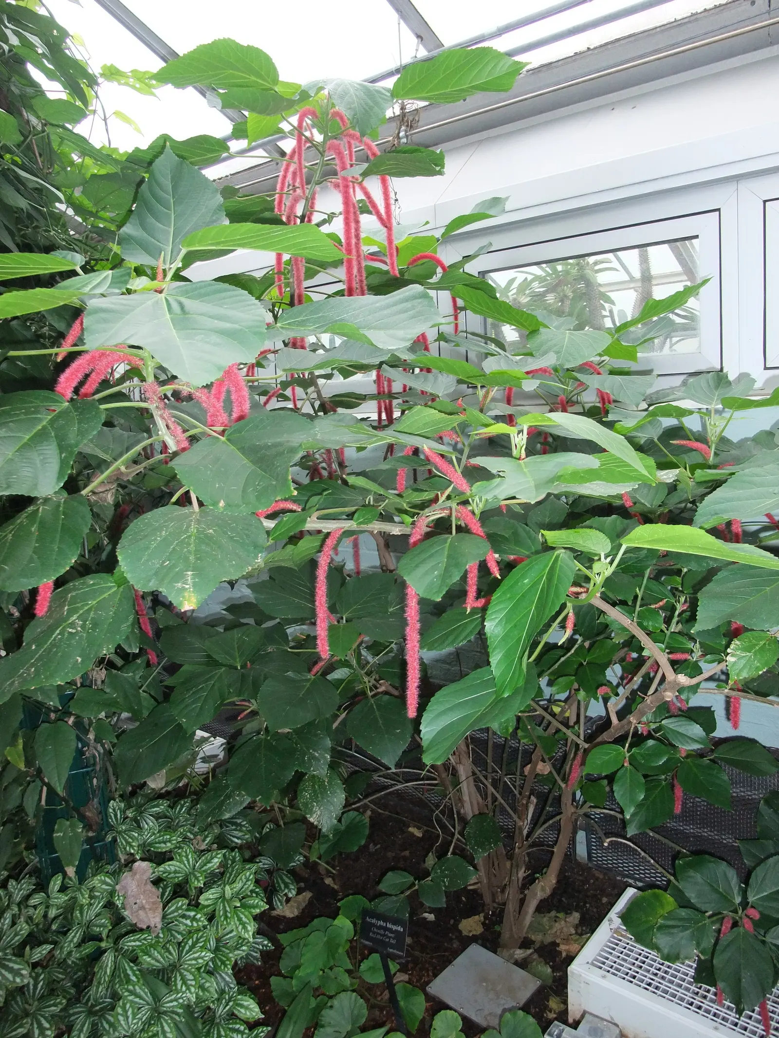 Chenille Plant (Acalypha hispida) — is a succulent native to semi-desert regions of Mexico; giving it a velvety texture and slightly silvery sheen, image 57